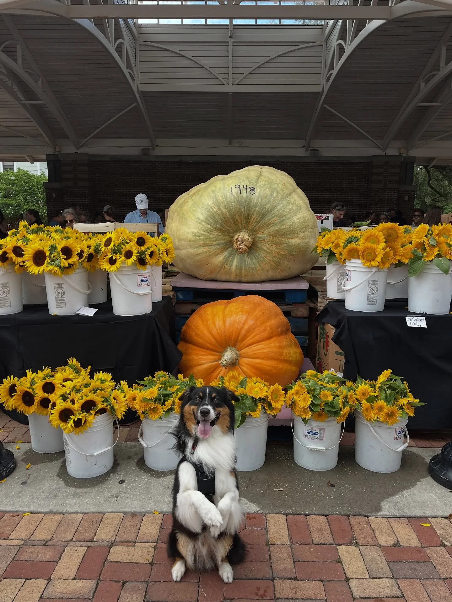 We are so excited for fall!

#happyfall #fallishere #fallinflorida #dogs #dogsofinstagram #pumpkin #pumpkins #pumpkinspice #dogtrainer