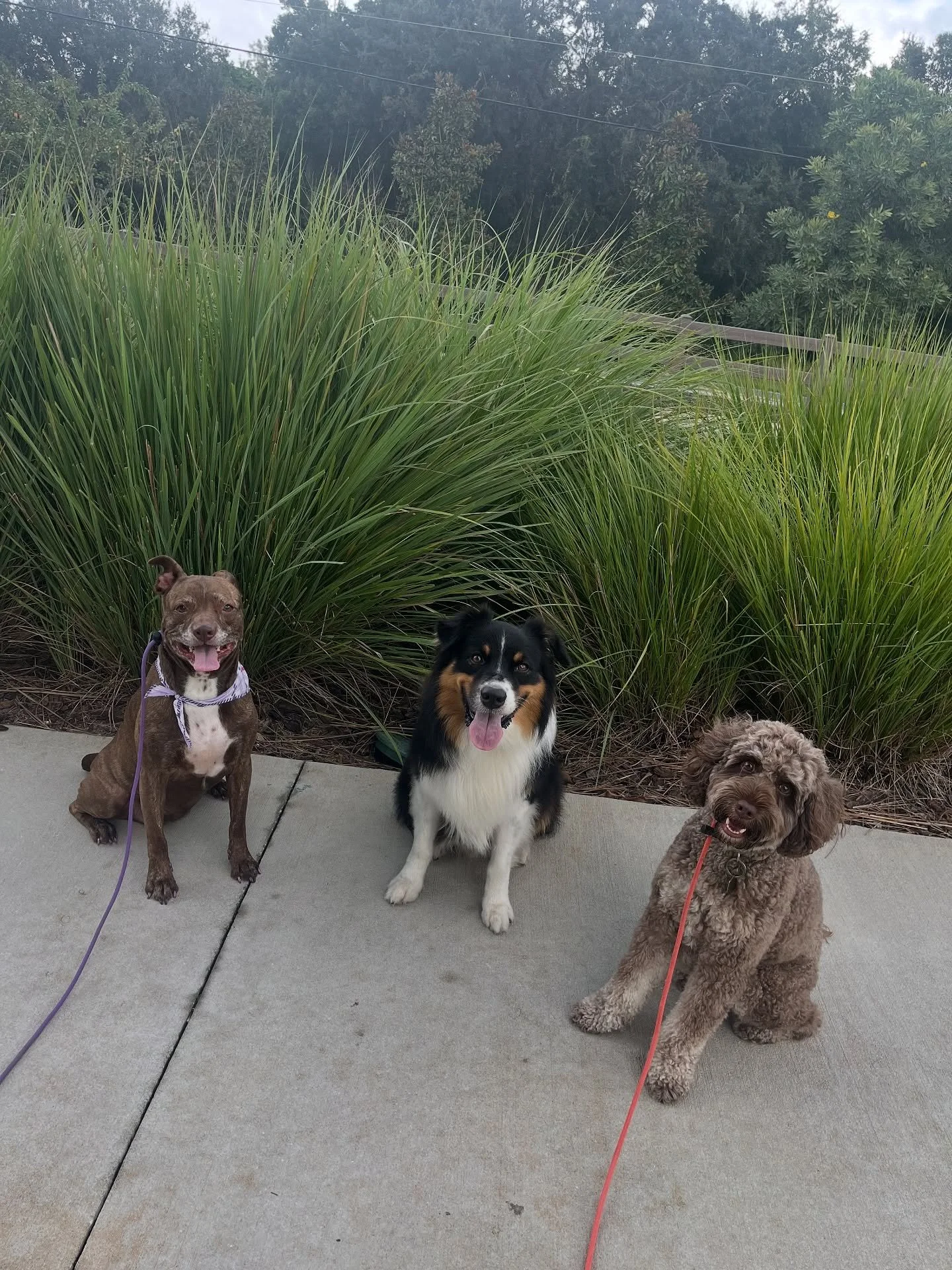 happy training from this weeks gang 

#dogtrainer #dogtrainers #dogtrainingisfun #dogtraininglife #dogtrainersofinstagram #leashwalking #leashtraining #leadership #aussie #australianshepherd #labradoodle #aussiedoodle #doodle #wintergarden #wintergar