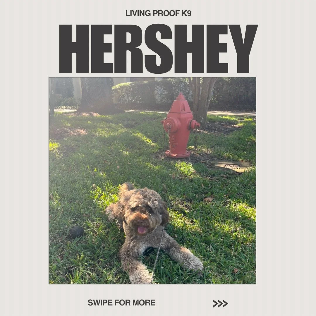 Spotlight on Hershey🤎