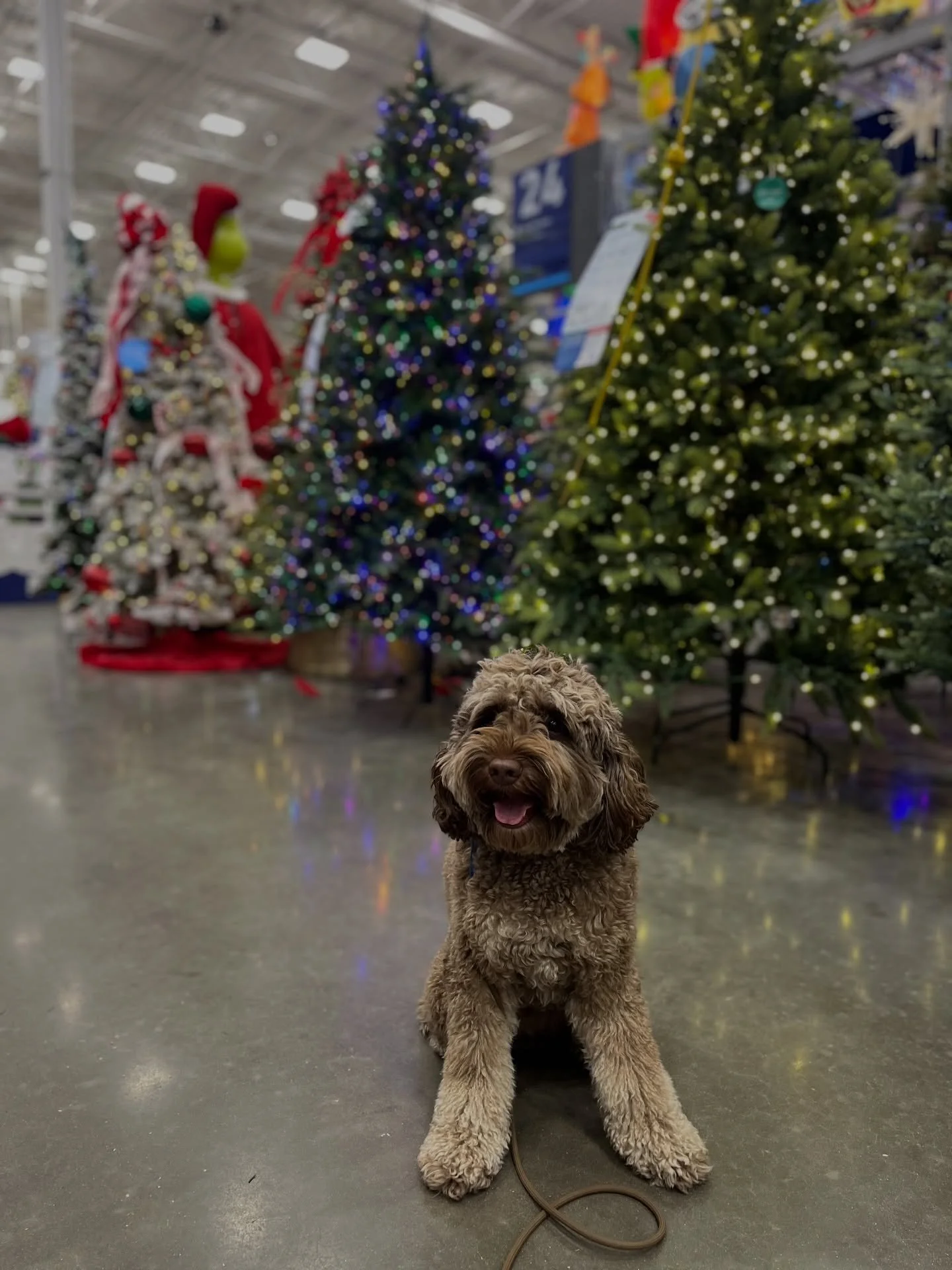 Happy holidays from Hershey

&mdash;

&mdash;
#dogtrainer #dogtraining #trainingdogs #dogsintraining #dogtraininglife #floridadogs #orlando #wintergarden #wintergardenfl #aussie #happyholidays #dogchristmas #australianshepherd #christmas #labradoodle
