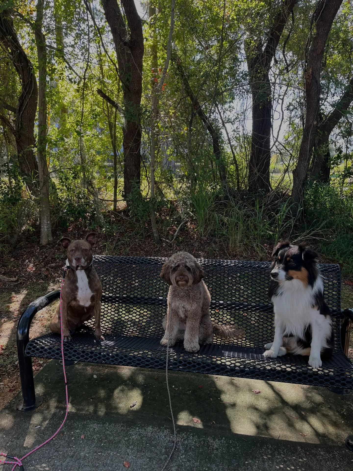 The good pups 

&mdash;
#dogtrainers #dogsofinstagram #dogtrainer #dogtrainersofinstagram #dogtrainingtips #dogtraining #dogdays #dog #doglife #australianshepherd #pit #pittie #pittiesofinsta #labradoodle #australianlabradoodle #trainingdogs #florida