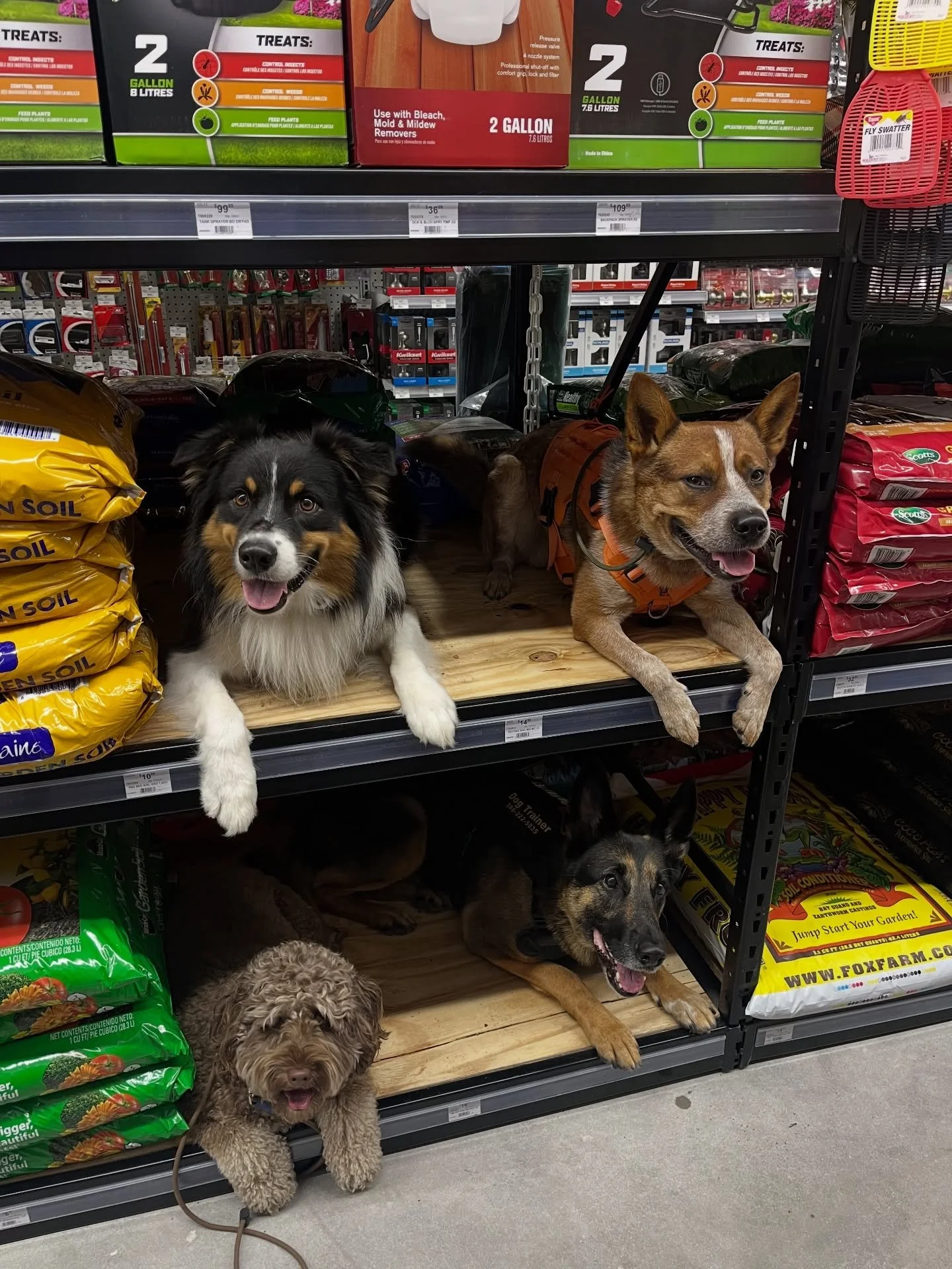 Take your training everywhere 🐾

&mdash;
#dogtrainer #dogtraining #trainingdogs #dogsintraining #dogtraininglife #floridadogs #orlando #wintergarden #wintergardenfl #aussie #germansherpherd #australiancattledogsofinstagram #australianshepherd #shelt