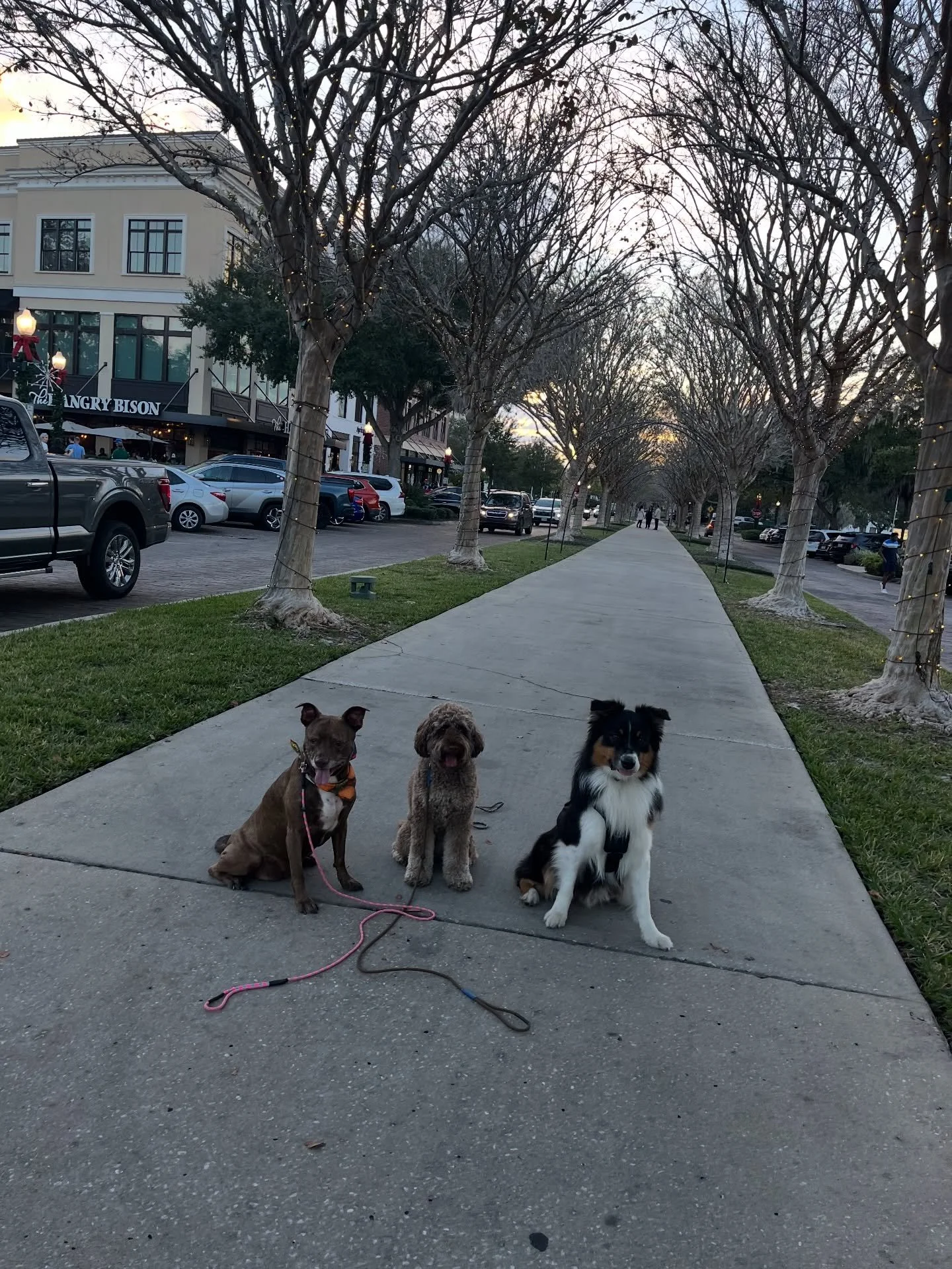 More Good Pups

&mdash;

&mdash;
#dogtrainer #dogtraining #trainingdogs #dogsintraining #dogtraininglife #floridadogs #orlando #wintergarden #wintergardenfl #aussie #germansherpherd #australiancattledogsofinstagram #australianshepherd #dog #labradood
