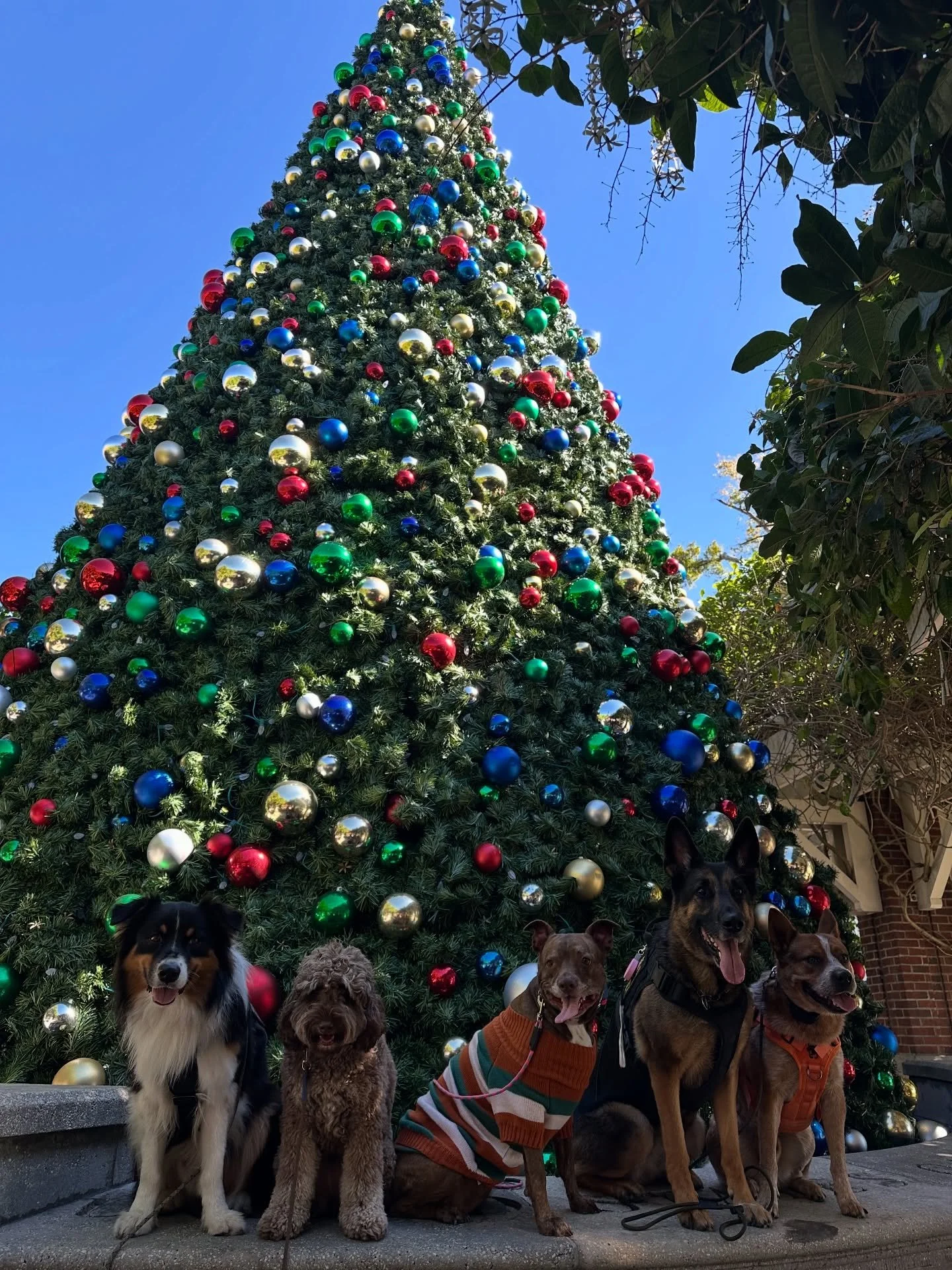 Tis the season for trained dogs 🫶