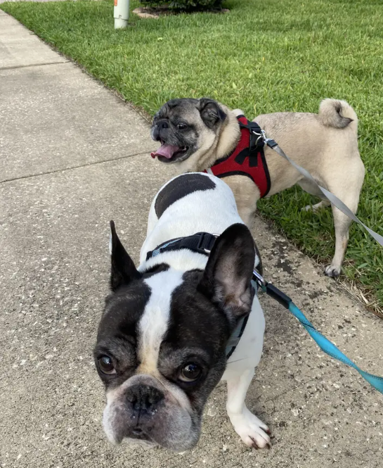 pug.png