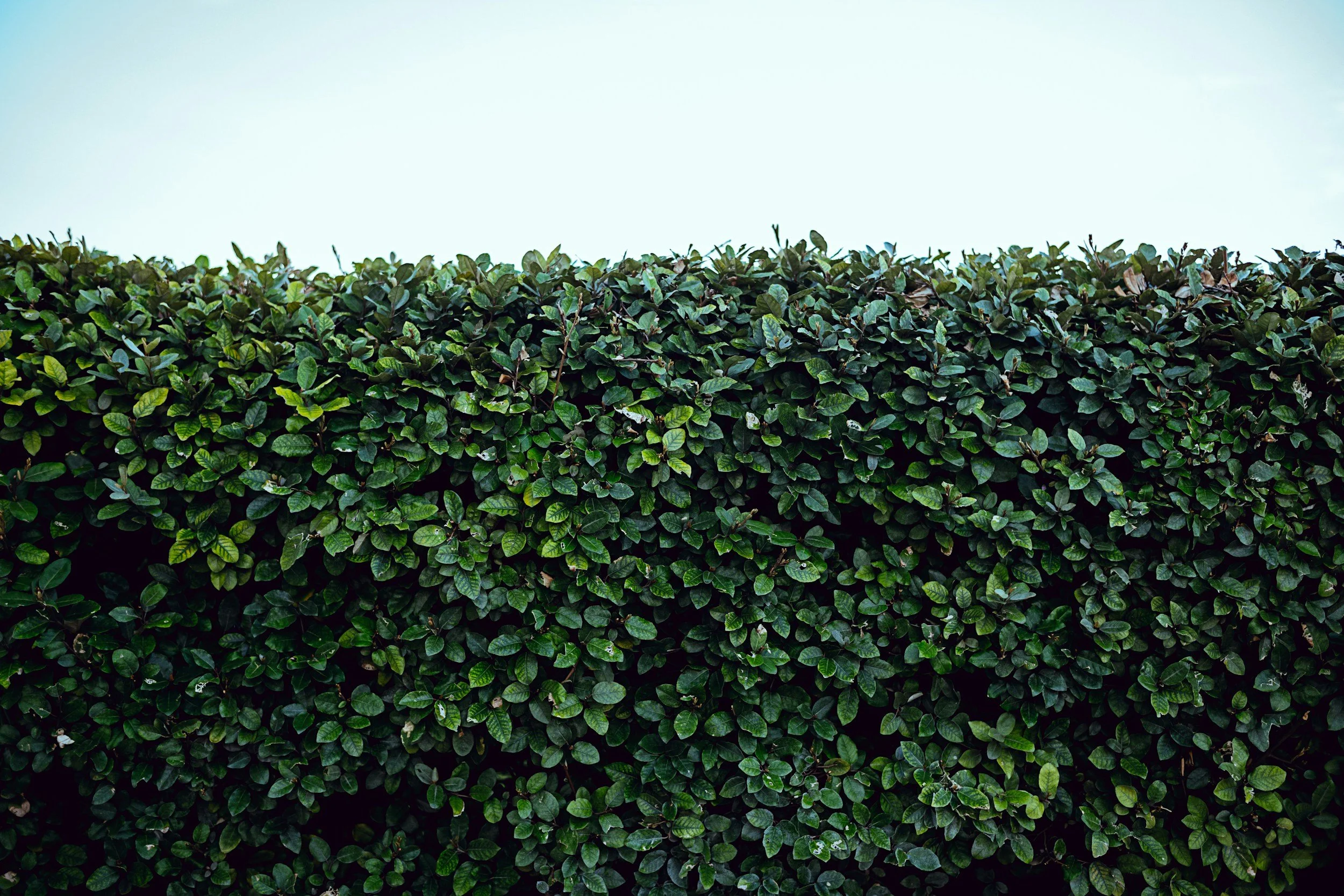 Hedge Trimming: How to Keep Your Shrubs Healthy All Summer