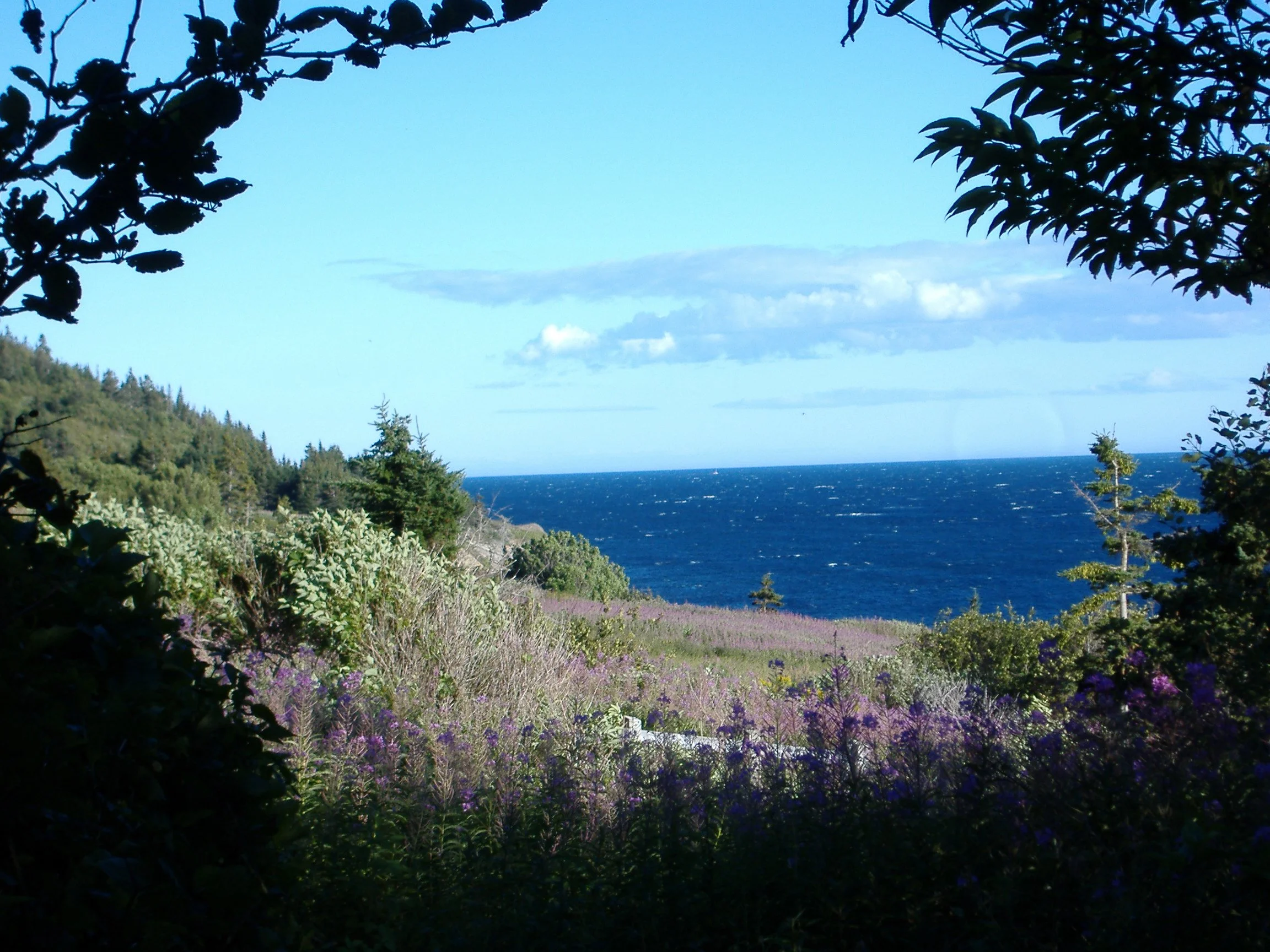 Vue de paysage côtier avec des fleurs violettes et vertes, des arbres, et la mer en arrière-plan sous un ciel bleu avec quelques nuages.