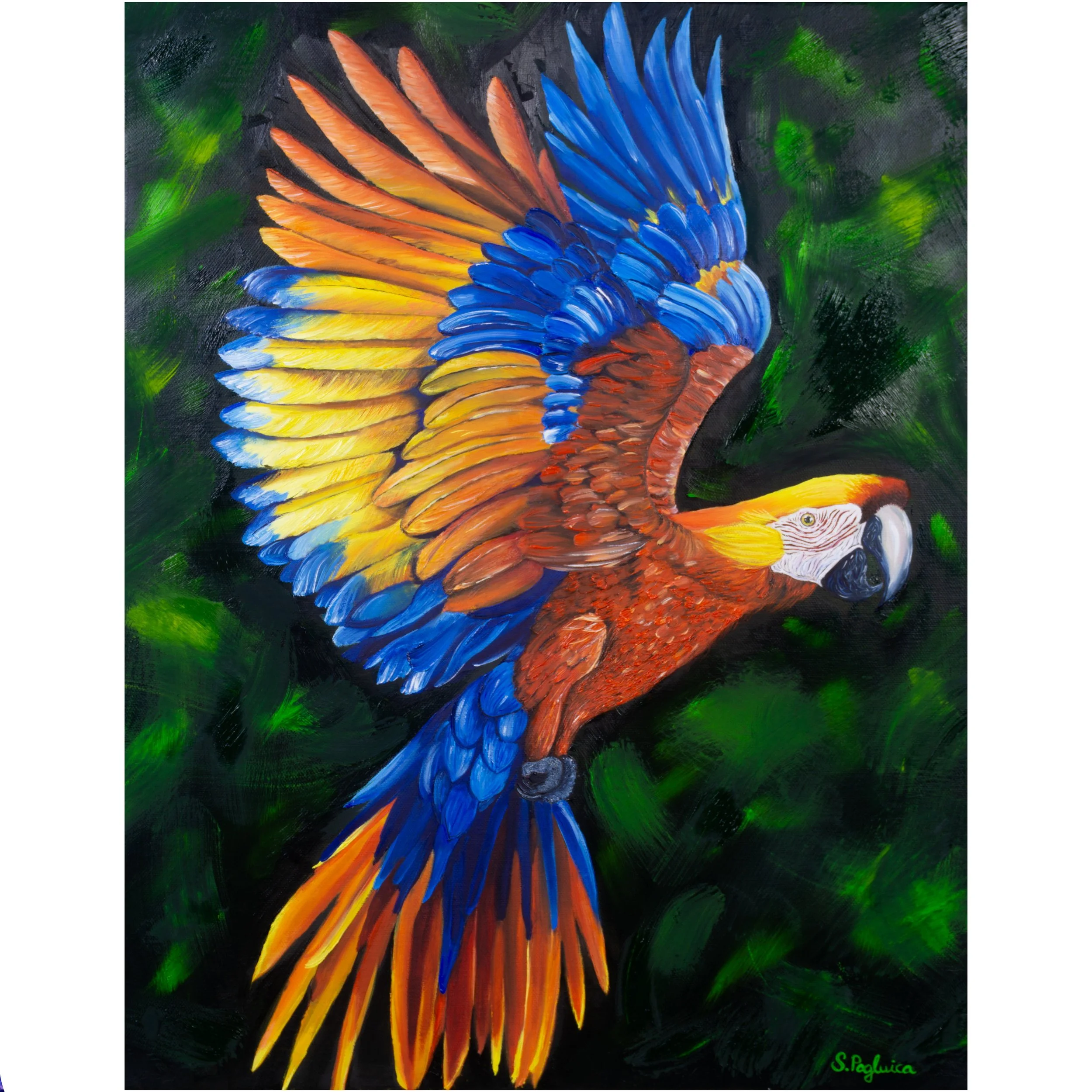 Scarlet Macaw product page pic.jpg