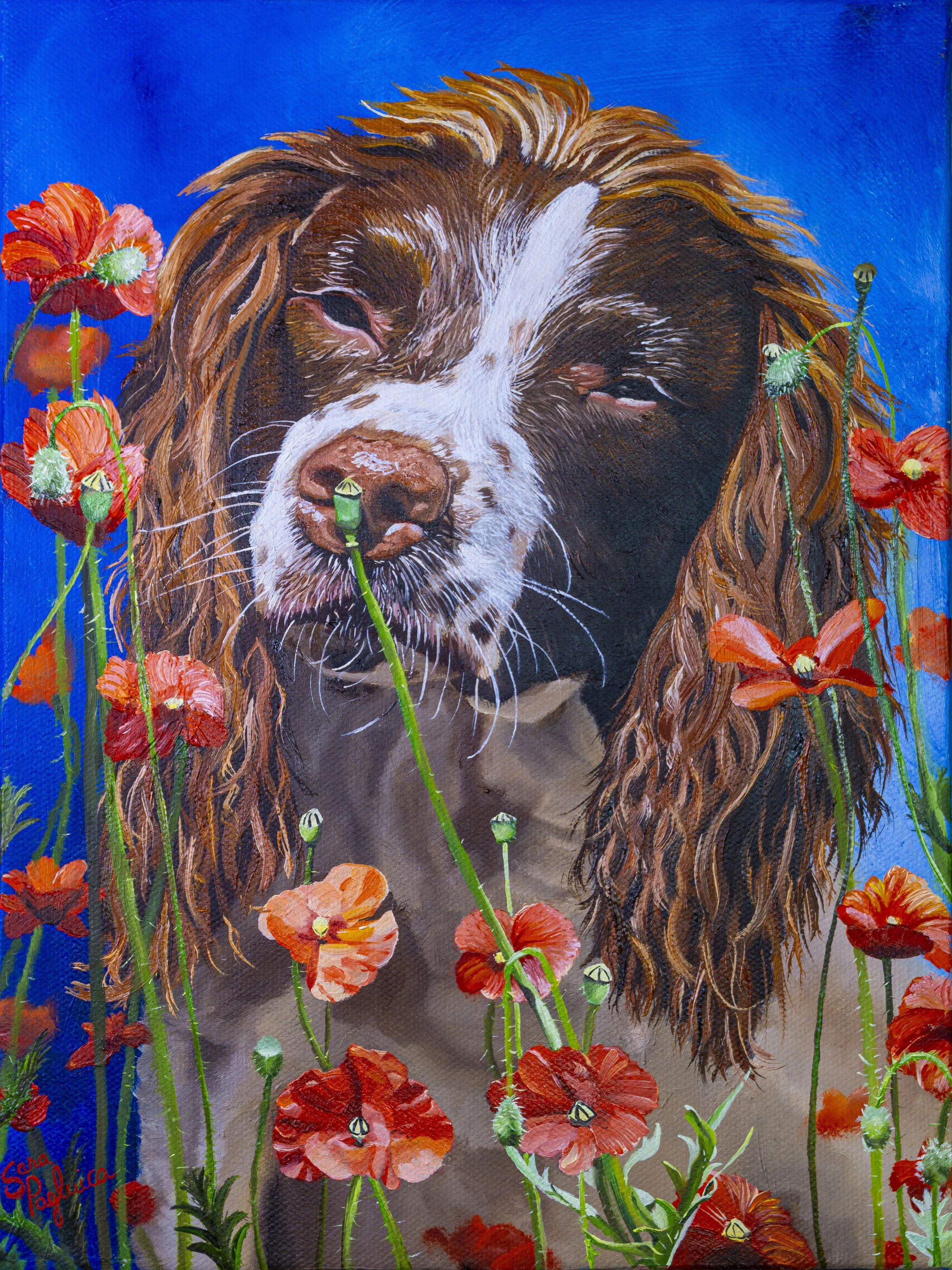 Charlie's Poppies.jpg