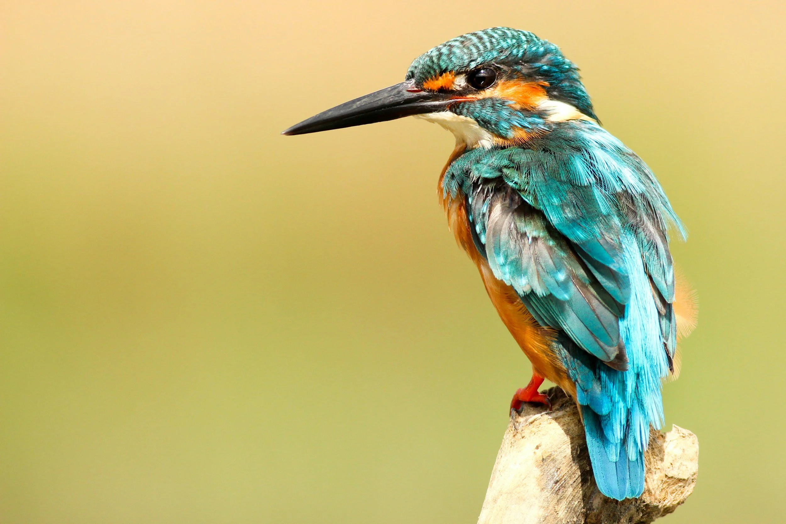 Colorful kingfisher bird perched on a branch with a blurred yellowish-green background.