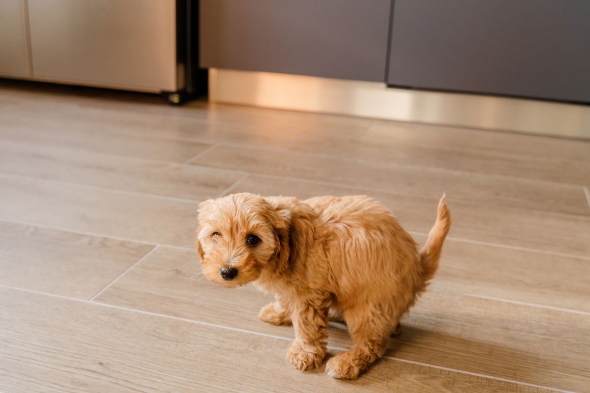 Why Do Dogs Spin in Circles Before They Poop?