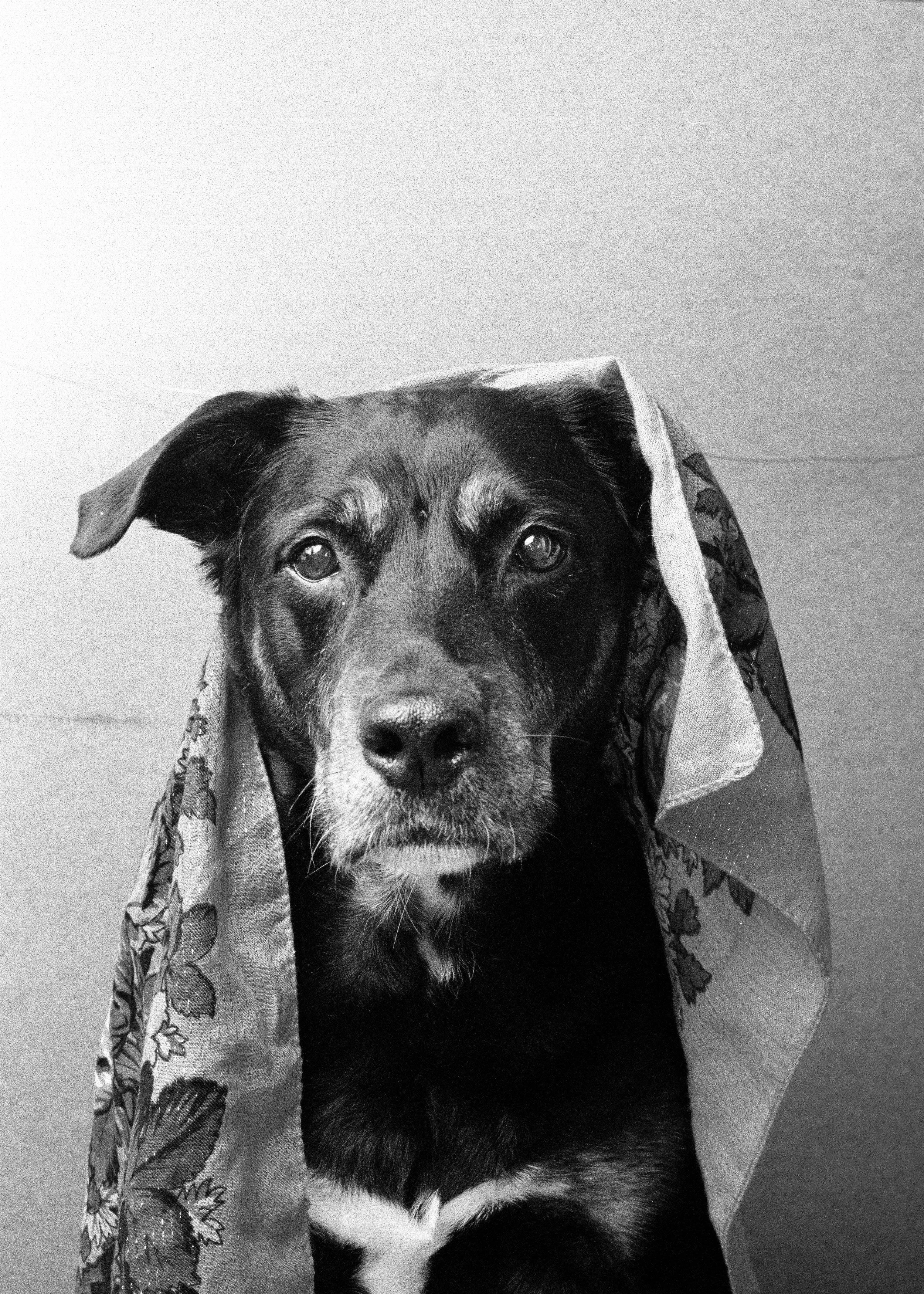Image of Raja the dog shot in black and white on film