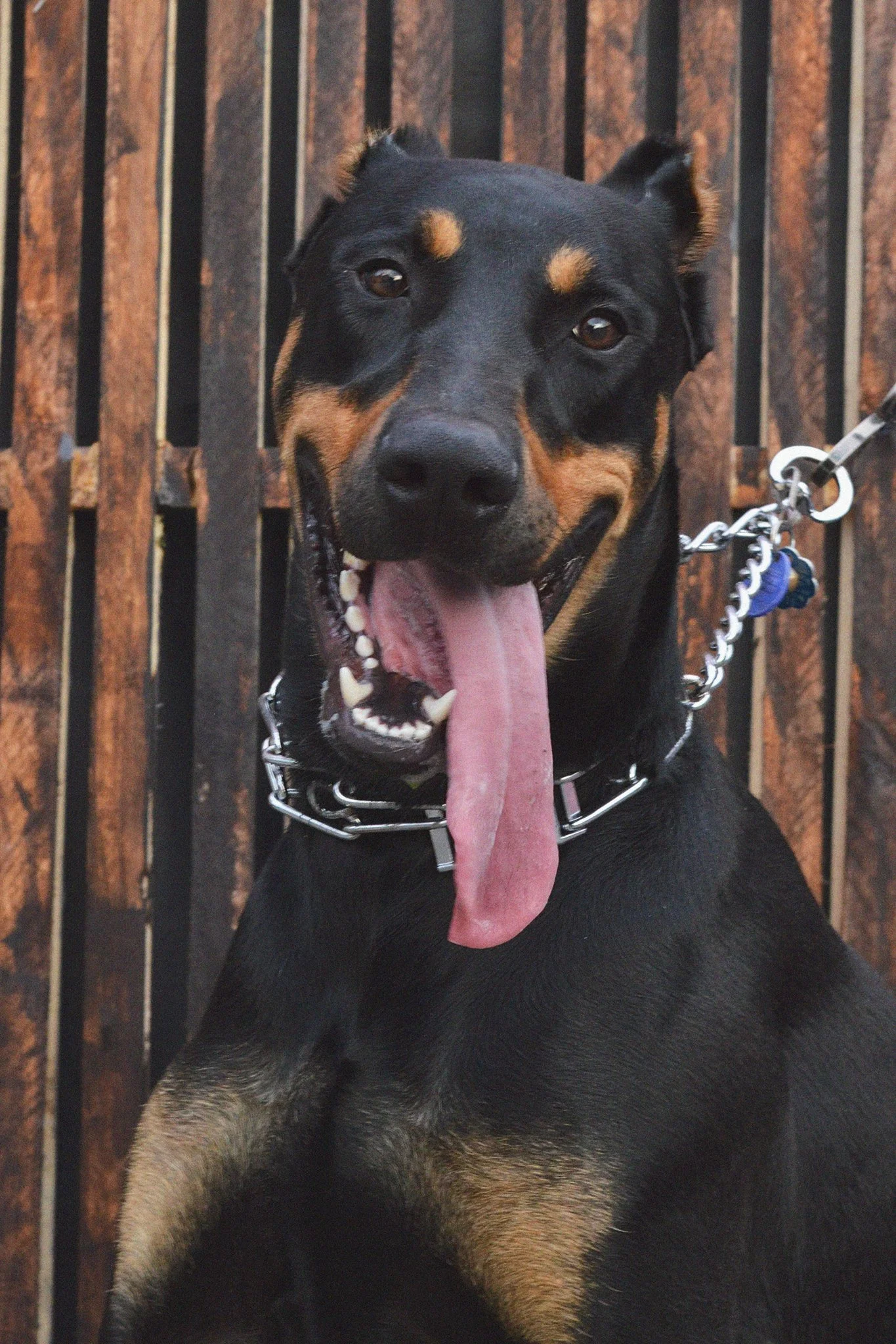 Enzo-03.jpg