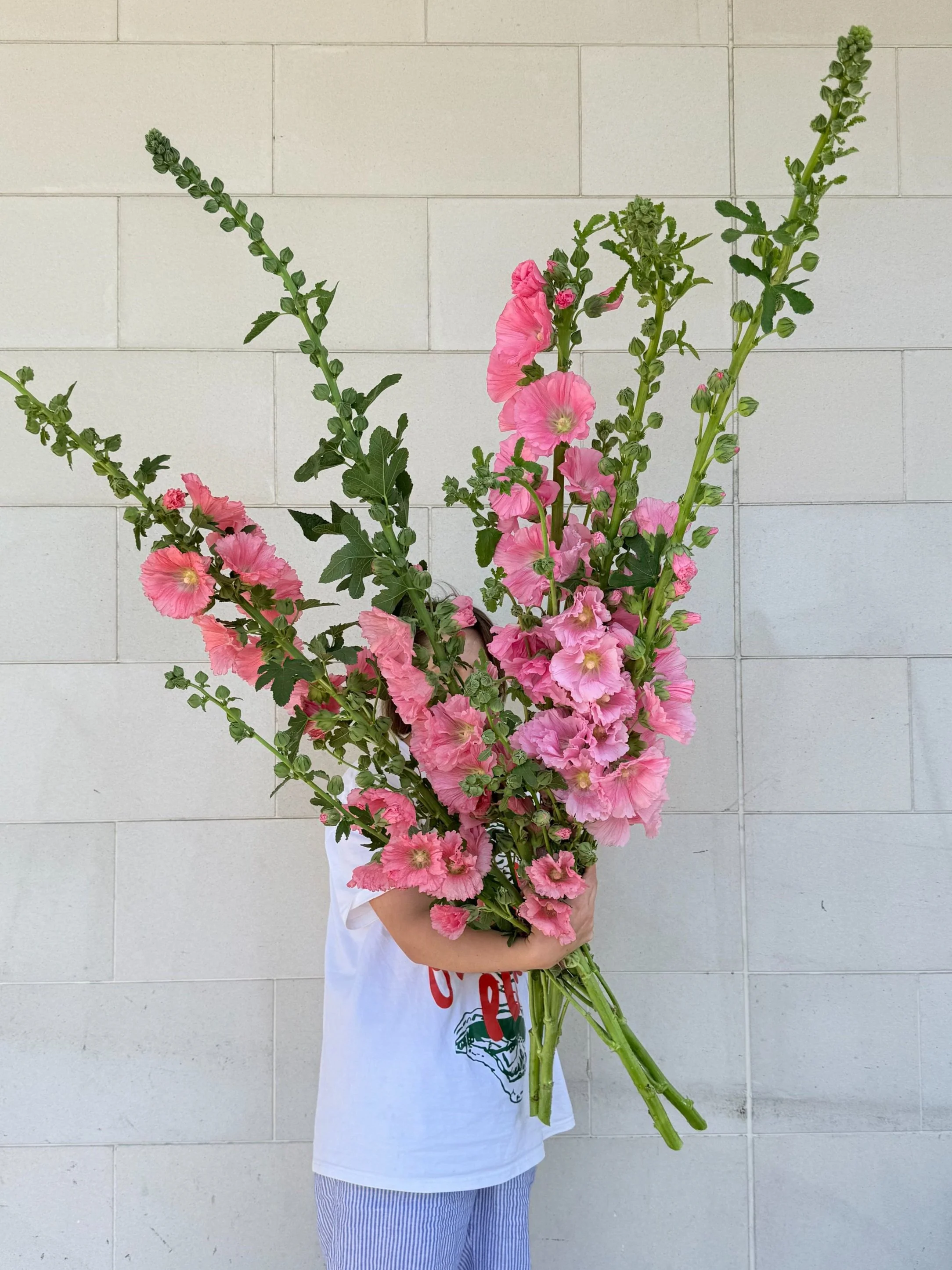 Person holding large bouquet of pink hollyhocks against a light brick wall.