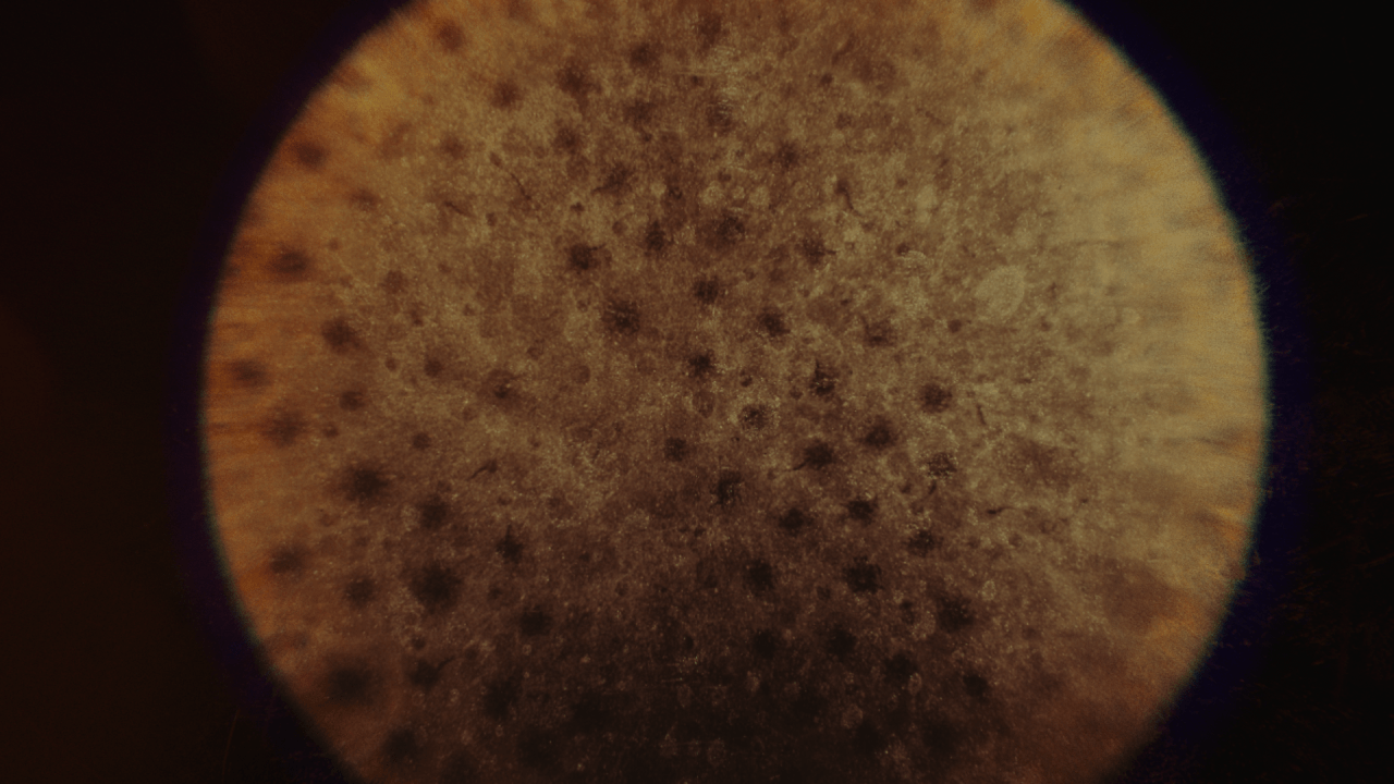 AHS11_Lens_S001_EXR_V004.gif