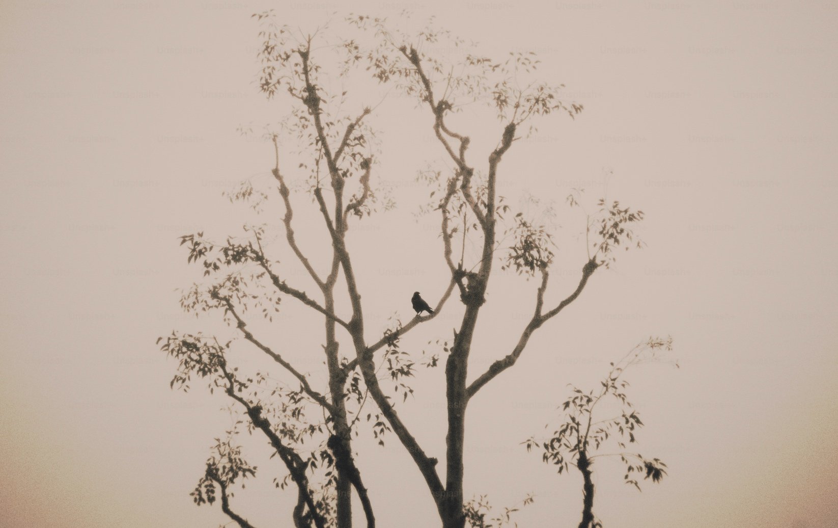 Nature as Mediator