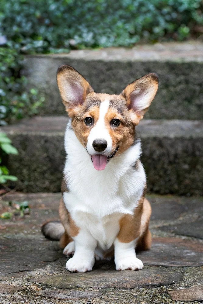 Types of Tails: The Cardigan Welsh Corgi