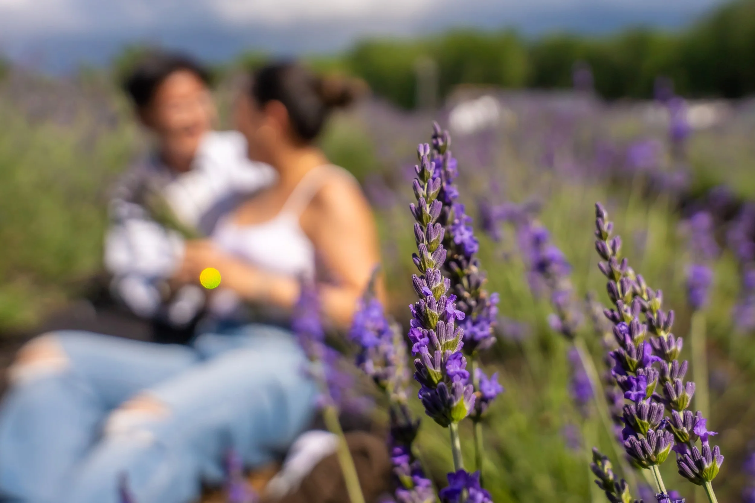 Close-up of purple lavender flowers in a field with two blurred people newly engaged in the background.