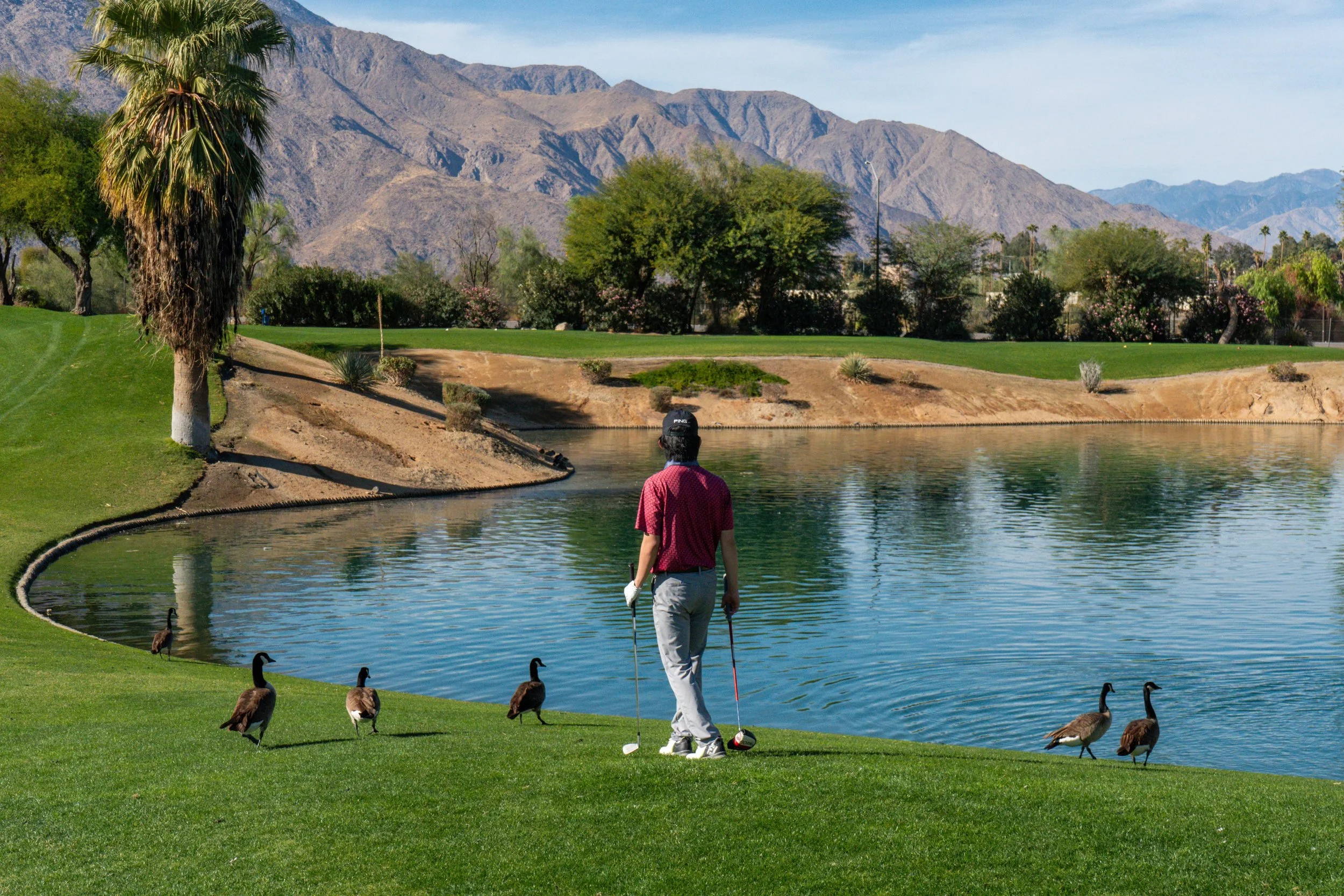 A golfer preparing to hit a shot near a pond on a golf course, located in a PGA Golf course in Palm Desert, surrounded by trees, with mountains in the background and geese walking along the grass near the water.