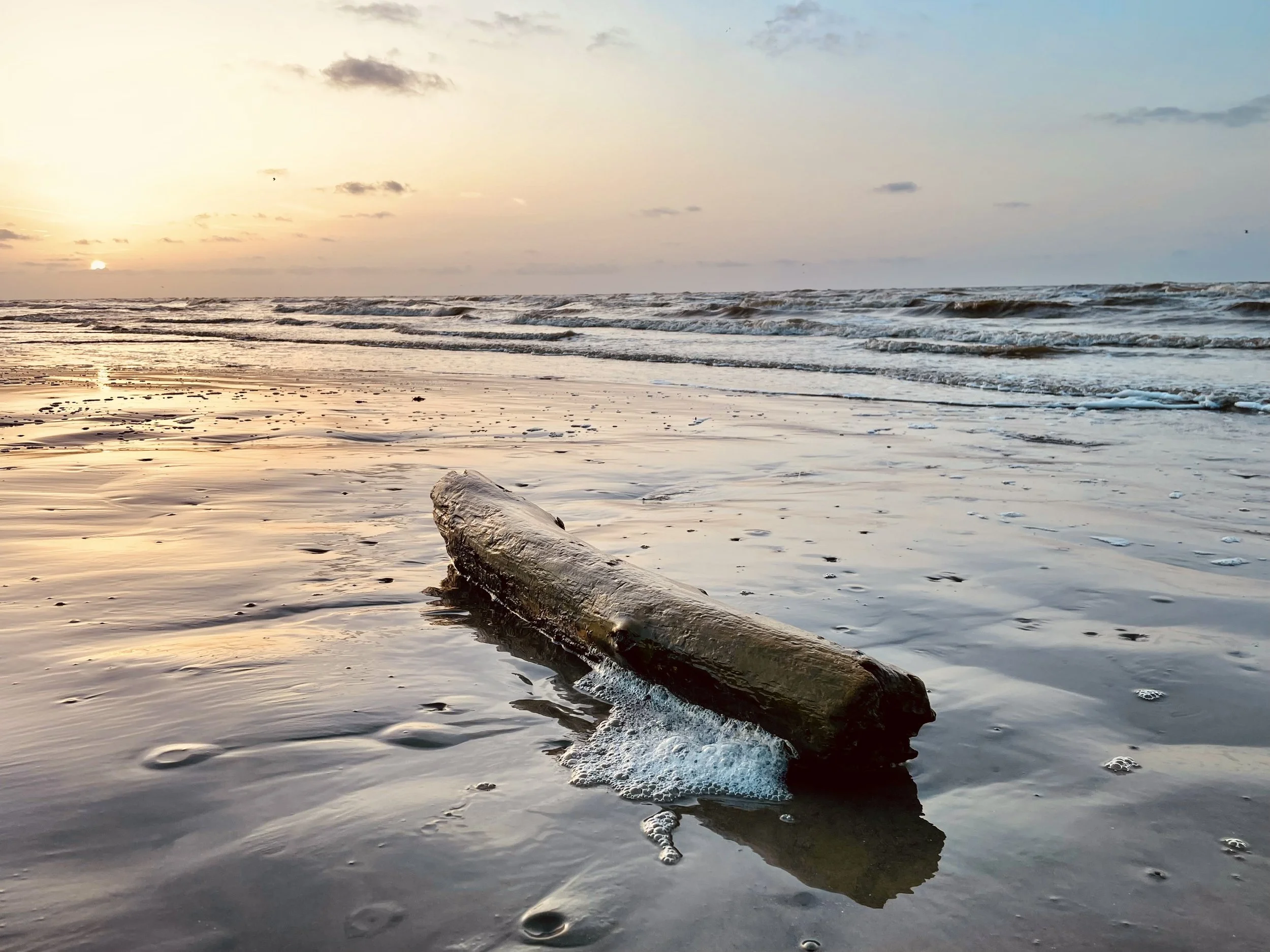 Sun setting at the beach with the tide going out and a large piece of driftwood in the foreground