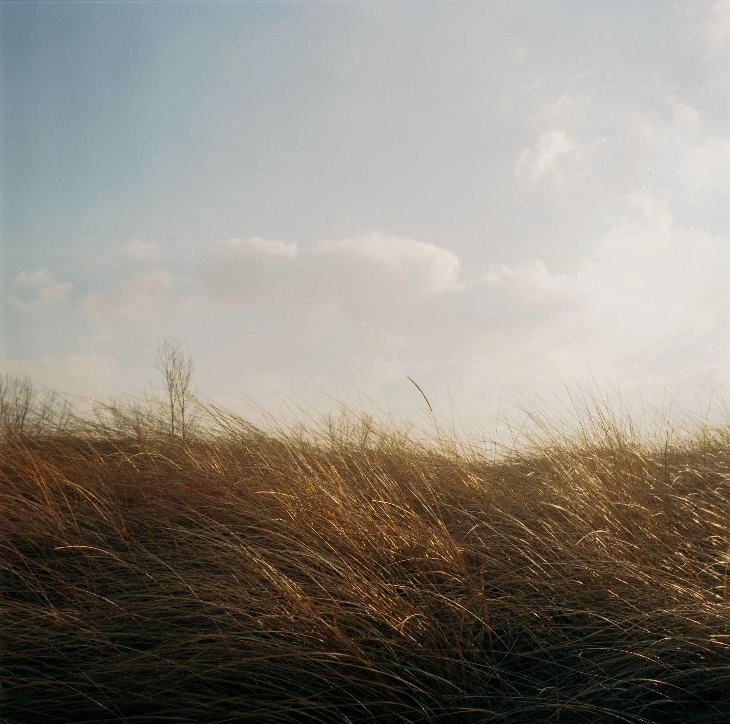 Tall, dry grass swaying in the wind against a partly cloudy sky with some blue sky visible.