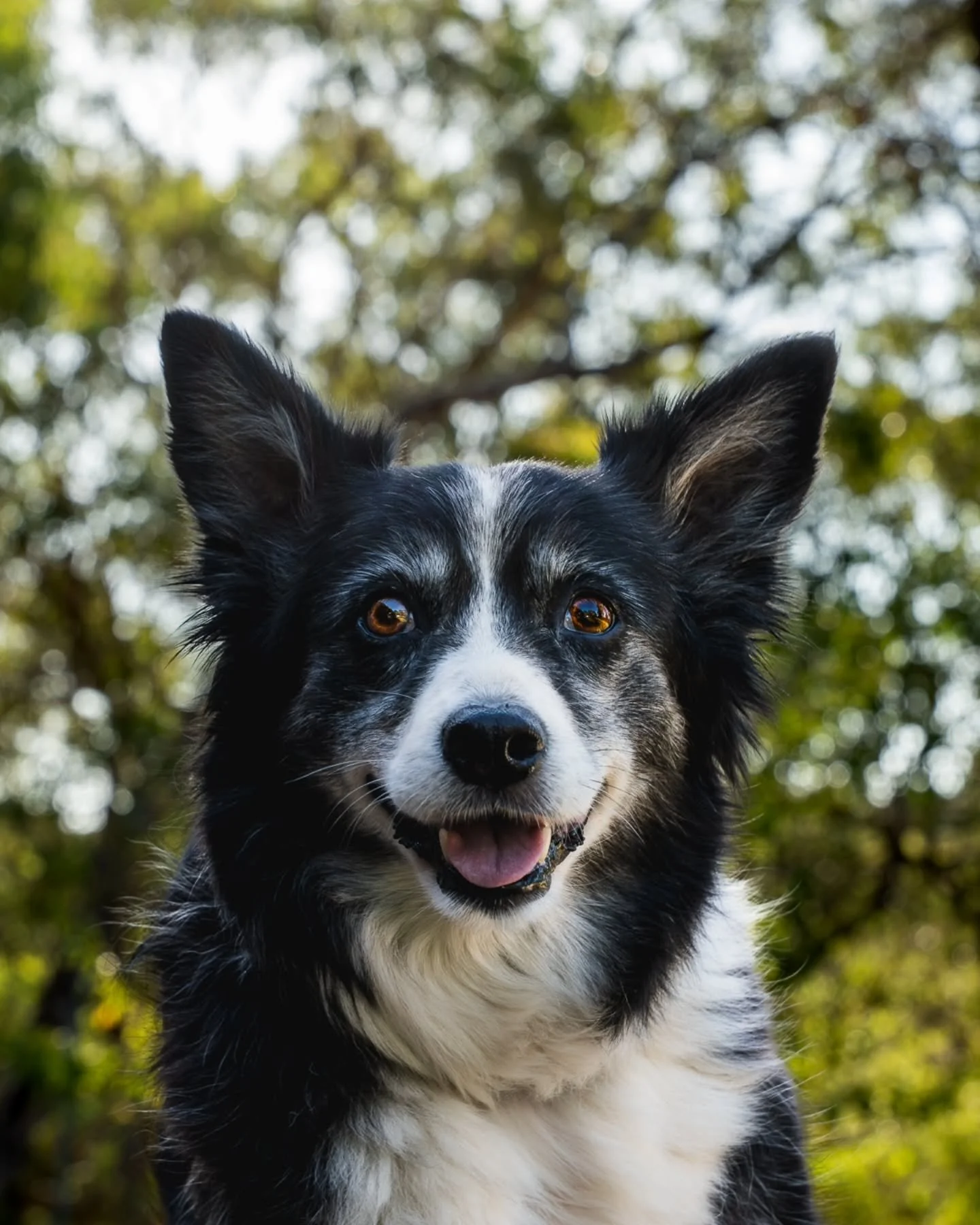 A fantastic sunset shoot where I got to meet some lovely dogs (and people of course)! It was an absolute pleasure taking these photos for @emily.bouch and her family who were an absolute delight 🐾📸
.
.
.
.
.
#photographer #petphotography #petportra