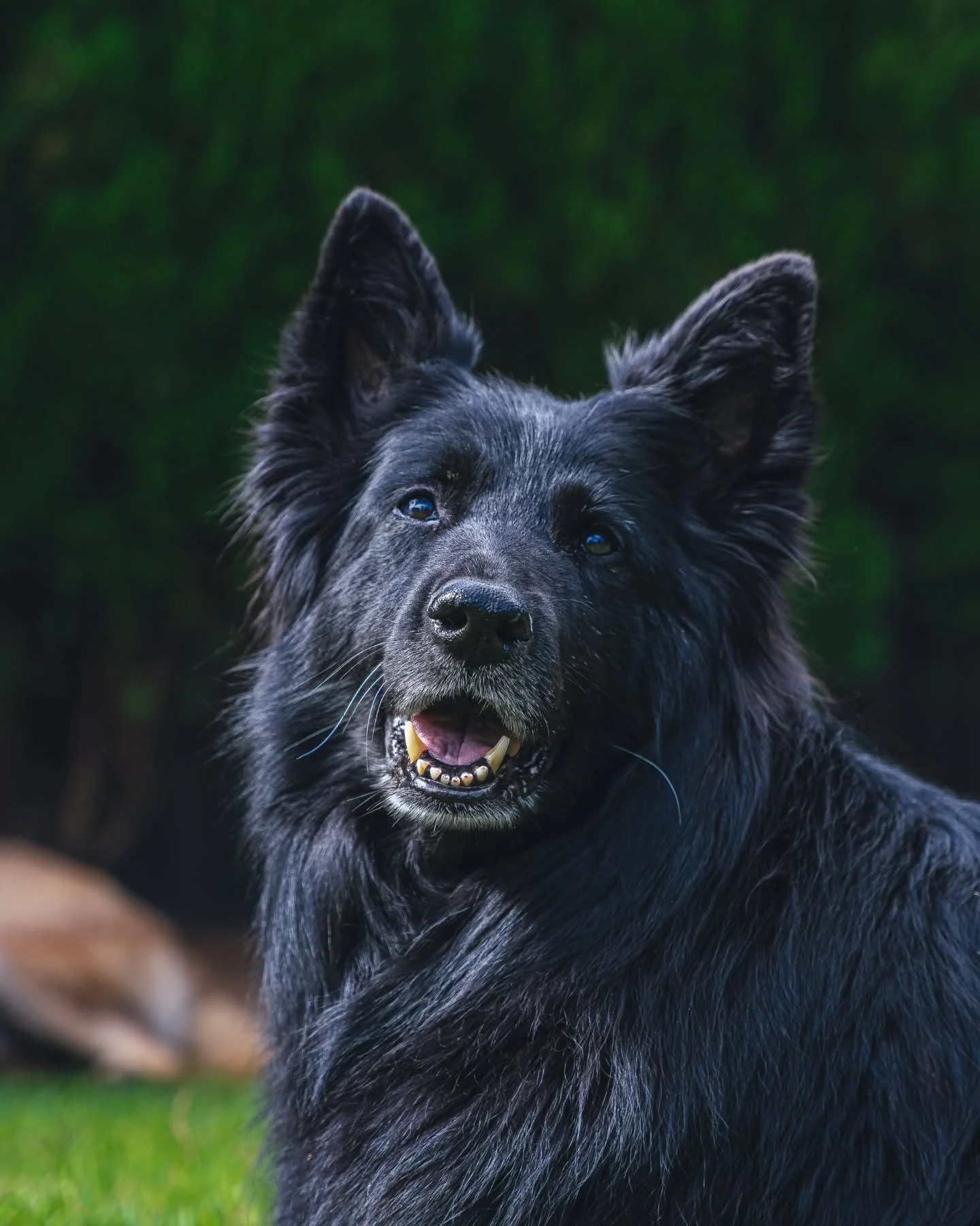 Just a couple of overgrown puppies out for a romp in the garden 🐕
.
.
.
.
.
#adelaidephotographer #adelaidehills #photography #southaustralia #adelaide #petphotography #petportraits