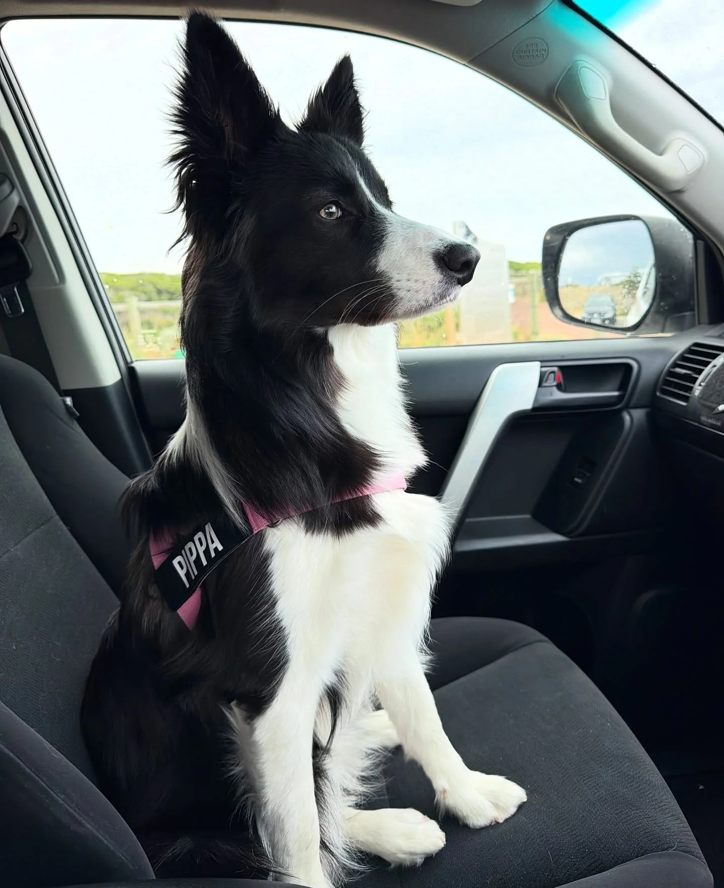 Meet Pippa, our customer experience manager.

As you can see she&rsquo;s always on the lookout for a good deal (or other doggo&rsquo;s) 

Pippa loves meeting all our customers, getting told she&rsquo;s a good girl and belly rubs.
