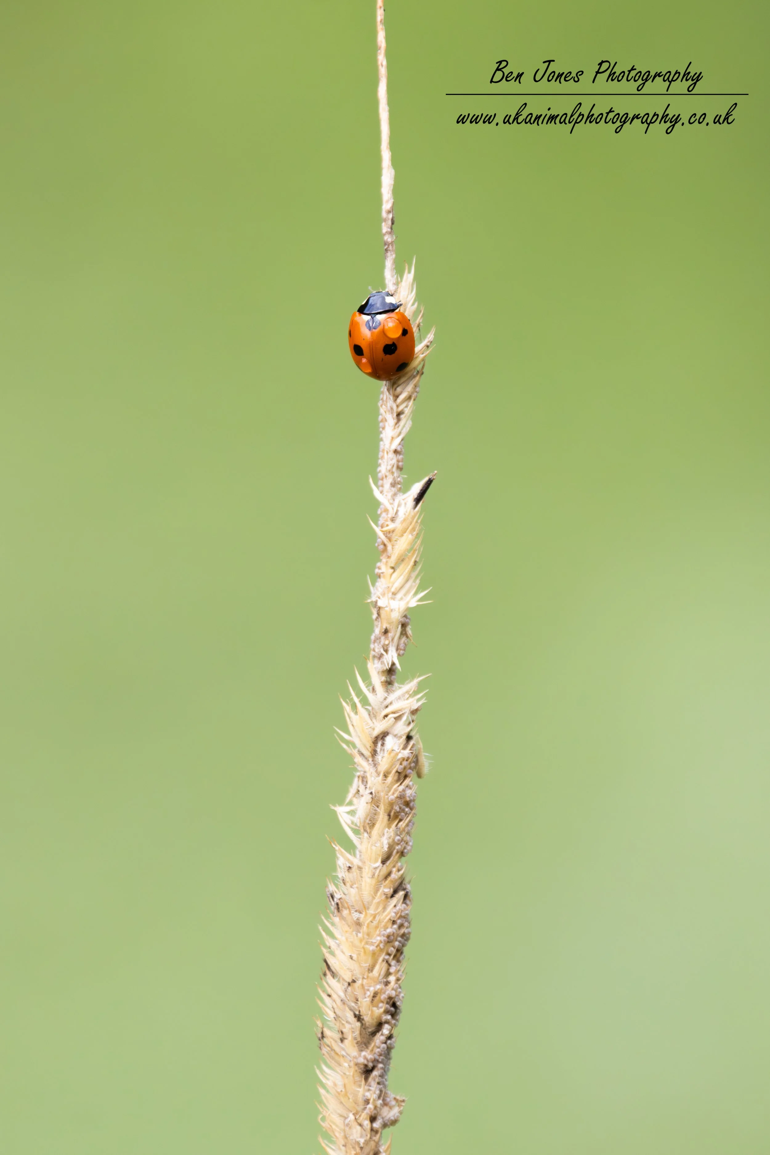 Ladybird