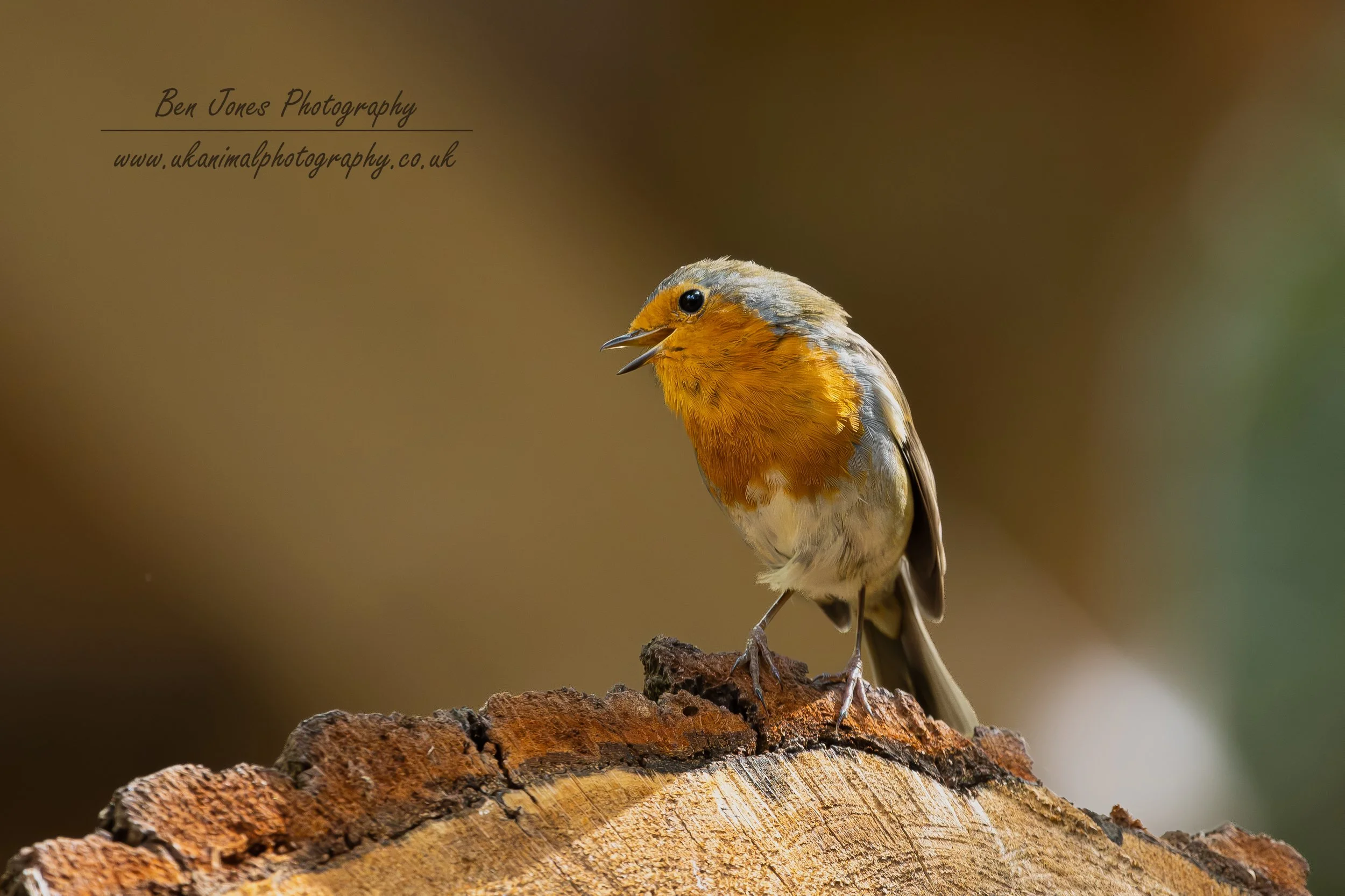 Robin