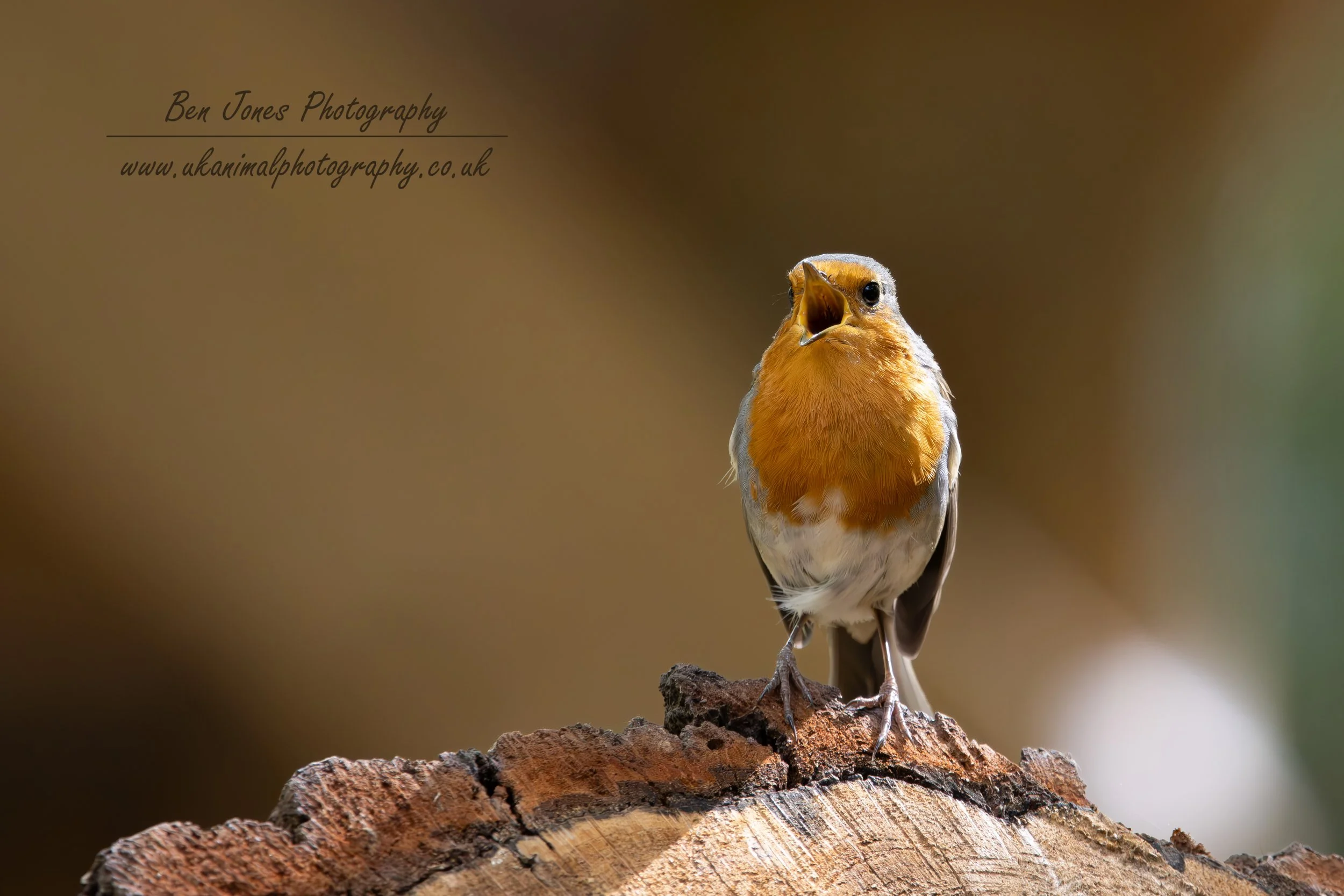 Robin