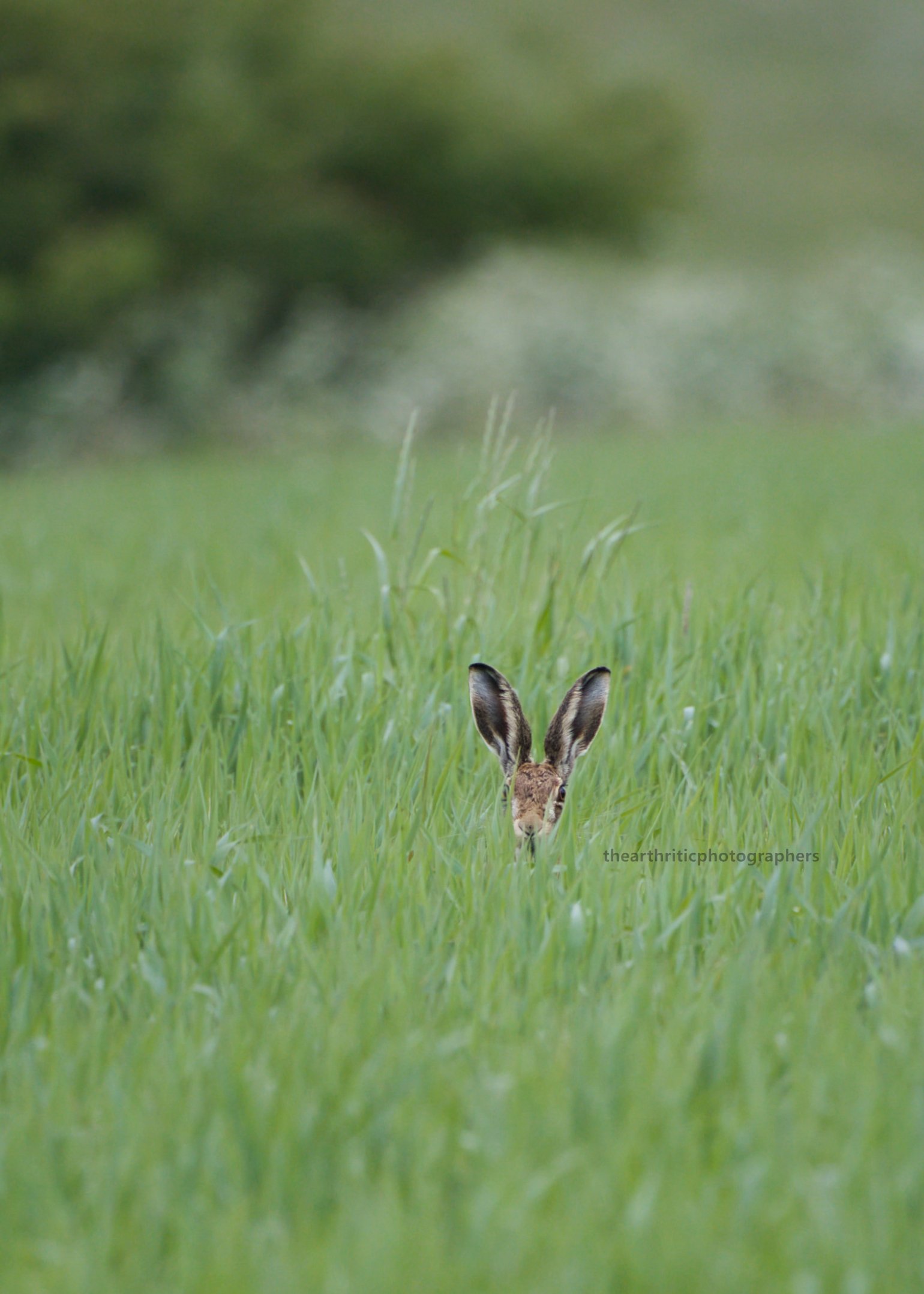 Radar Ears.