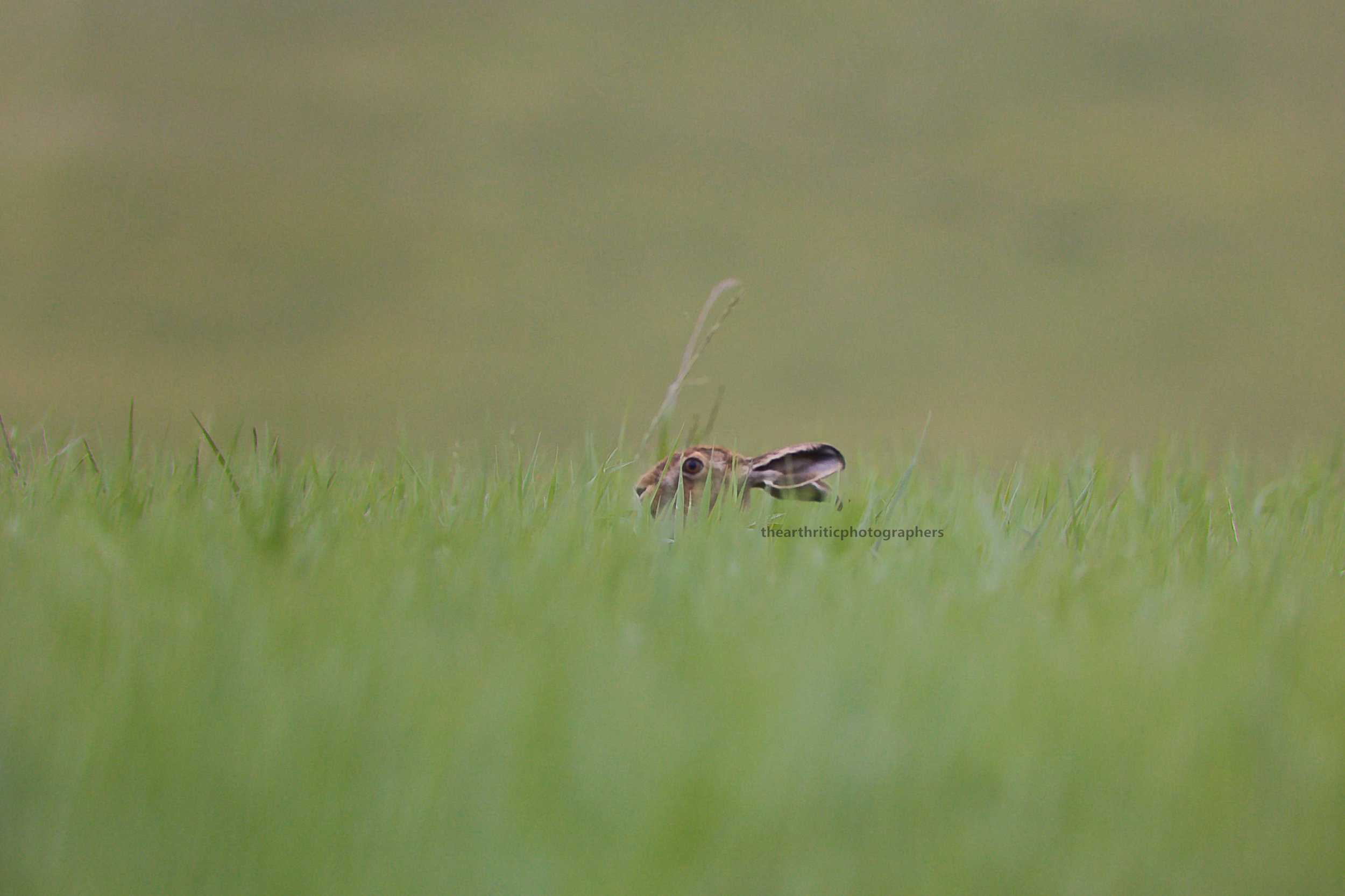 Hare I Am.