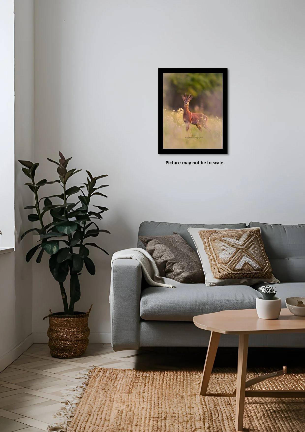 Roe In The Sunset3.jpg