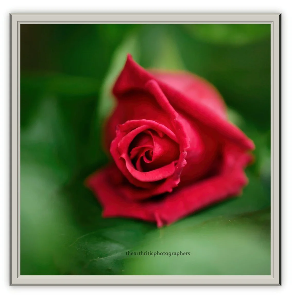 Red Rose3.jpg