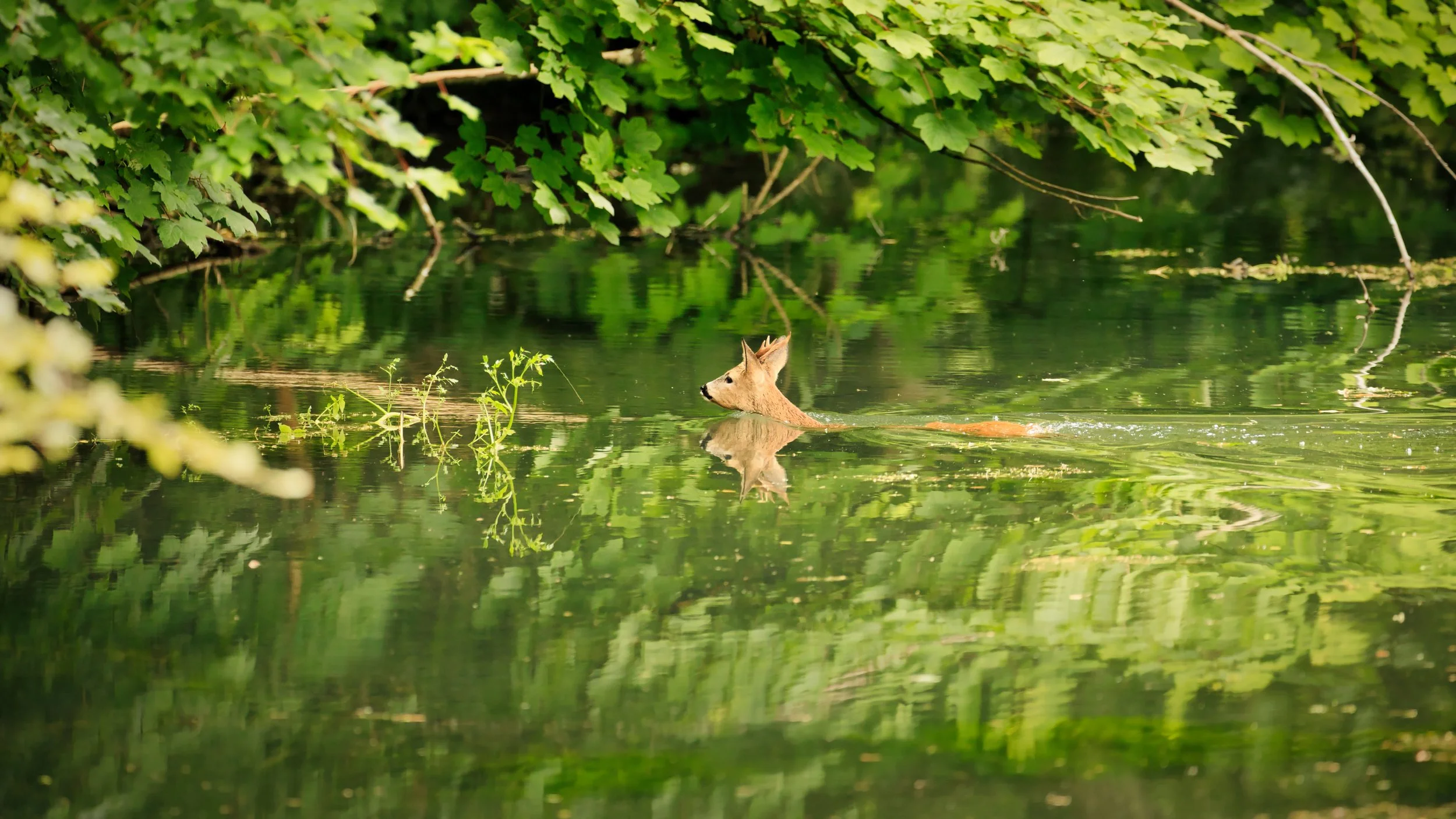 Swimming to freedom.