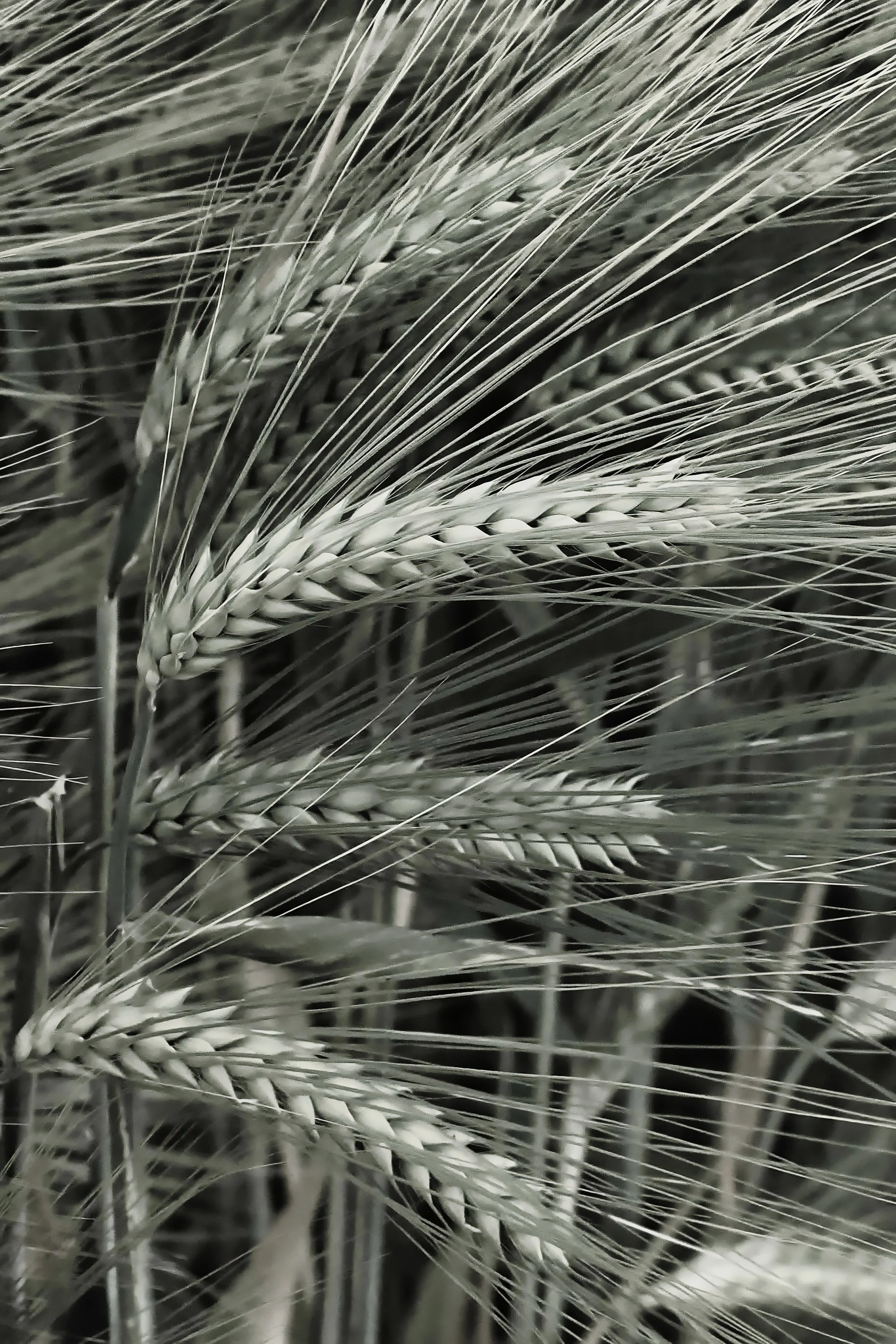 Barley Heads.