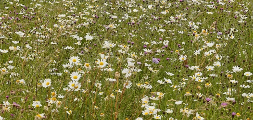 Summer meadow.