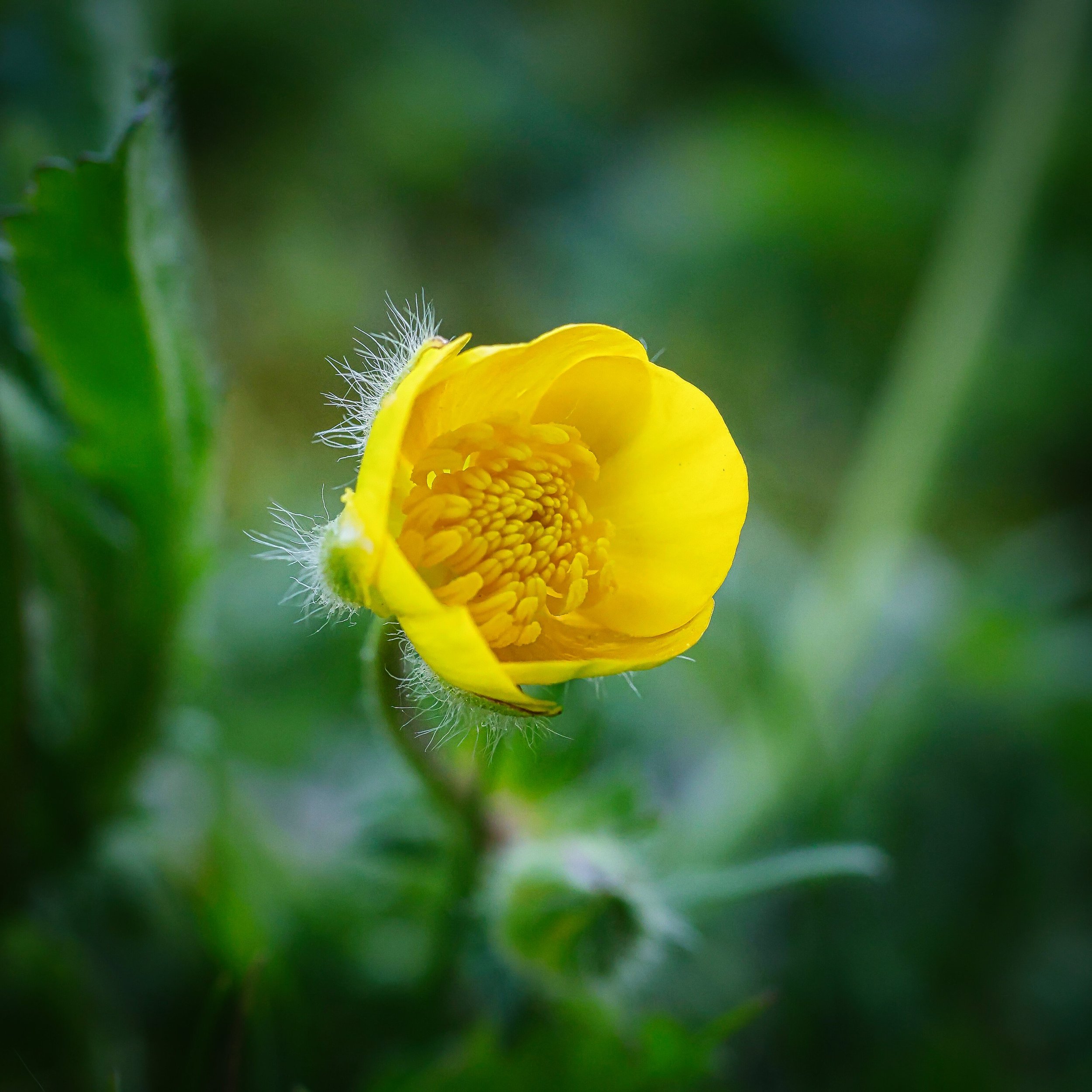 Buttercup1.jpg