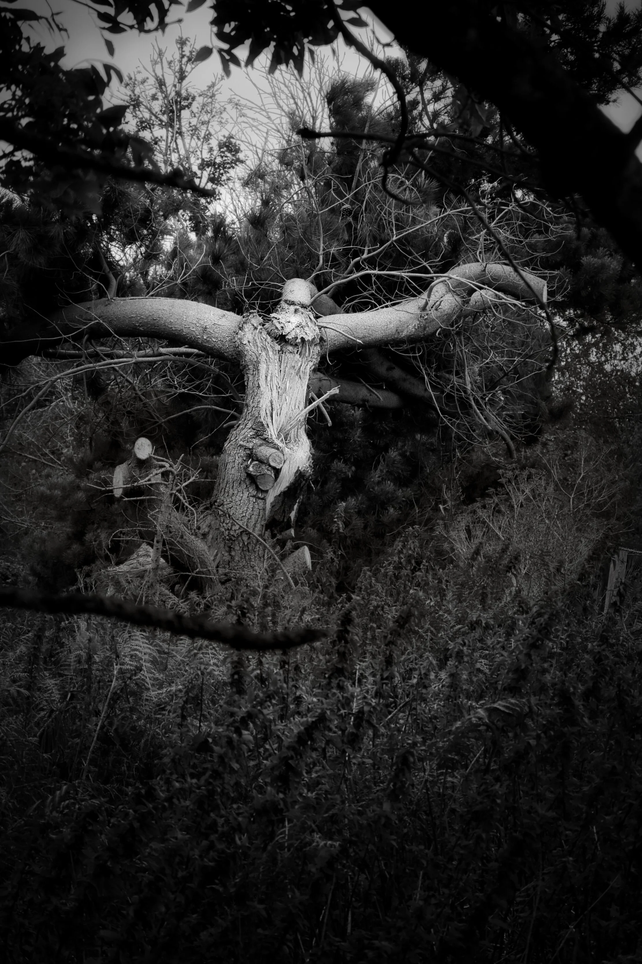 Woodland protector.1.jpg