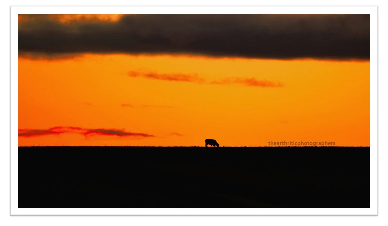Silouete Bull2.jpg