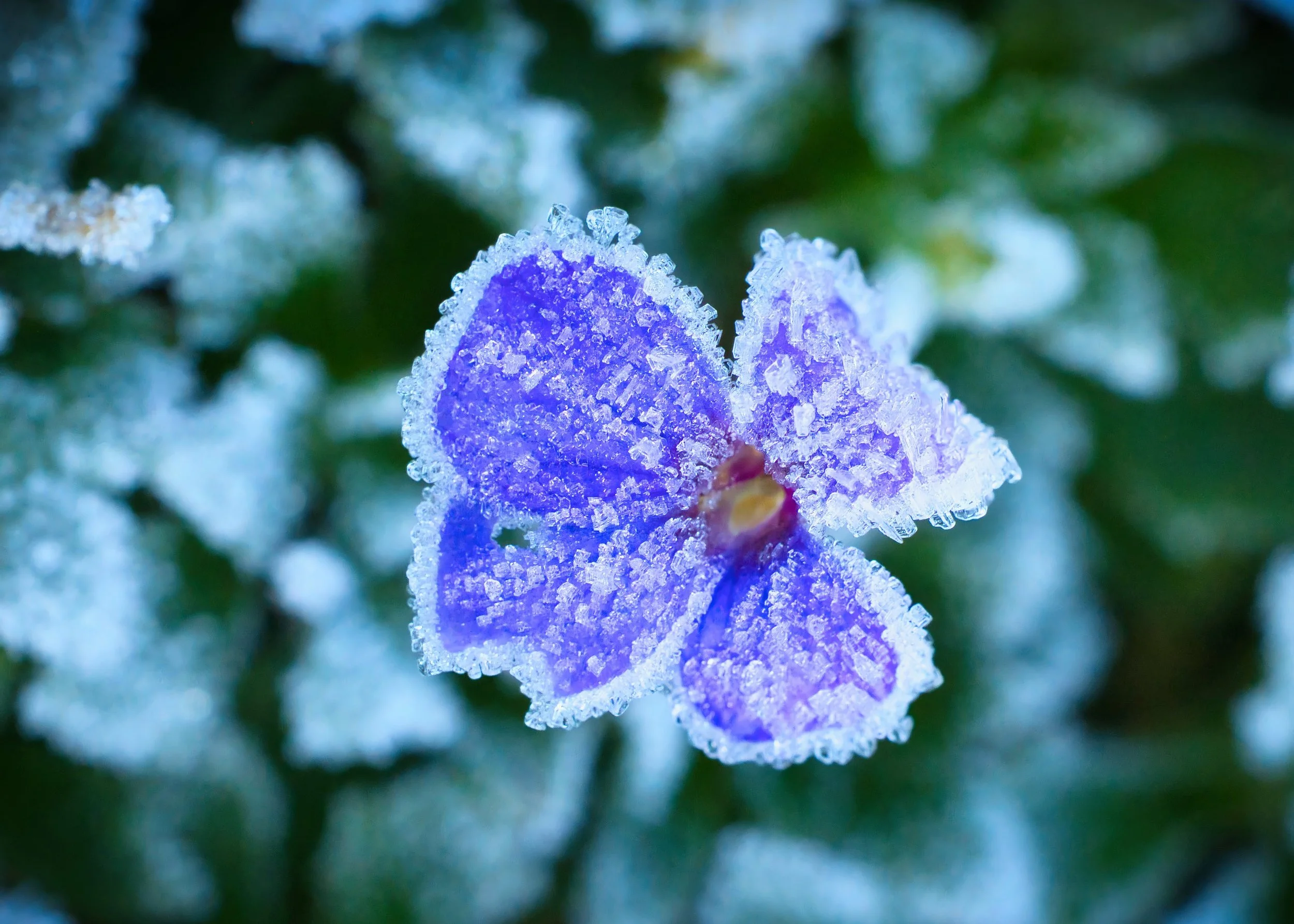 Winter Blues.