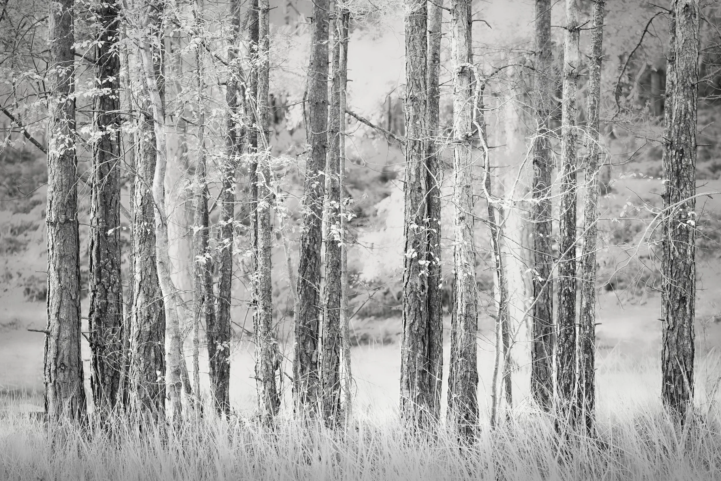 Texture Trees. Wiltshire.