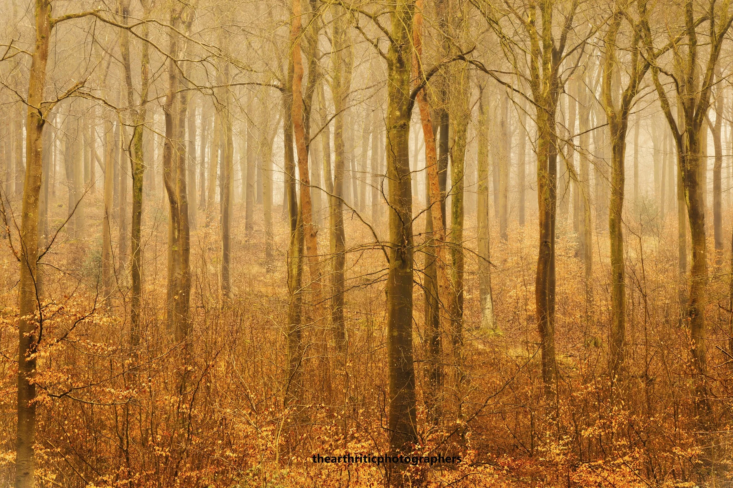 Wood For The Trees. Marlborough, Wiltshire.