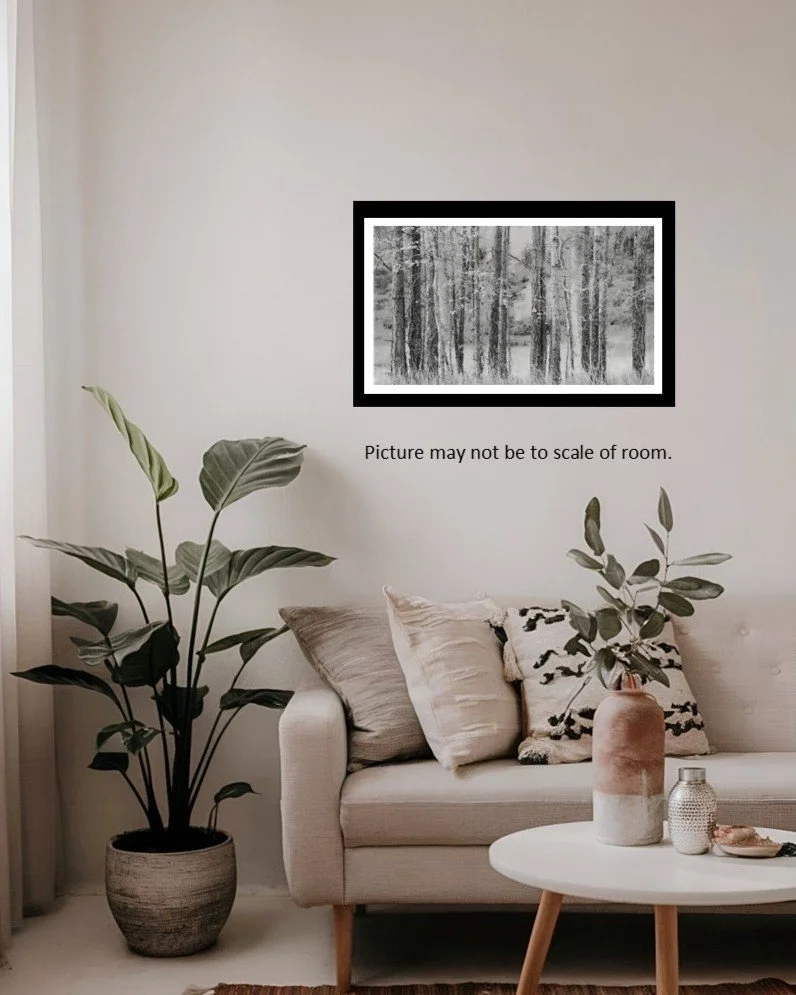 Black and white picture of a line of birch trees, showing off the bark texture. Set in a room setting for demonstration.