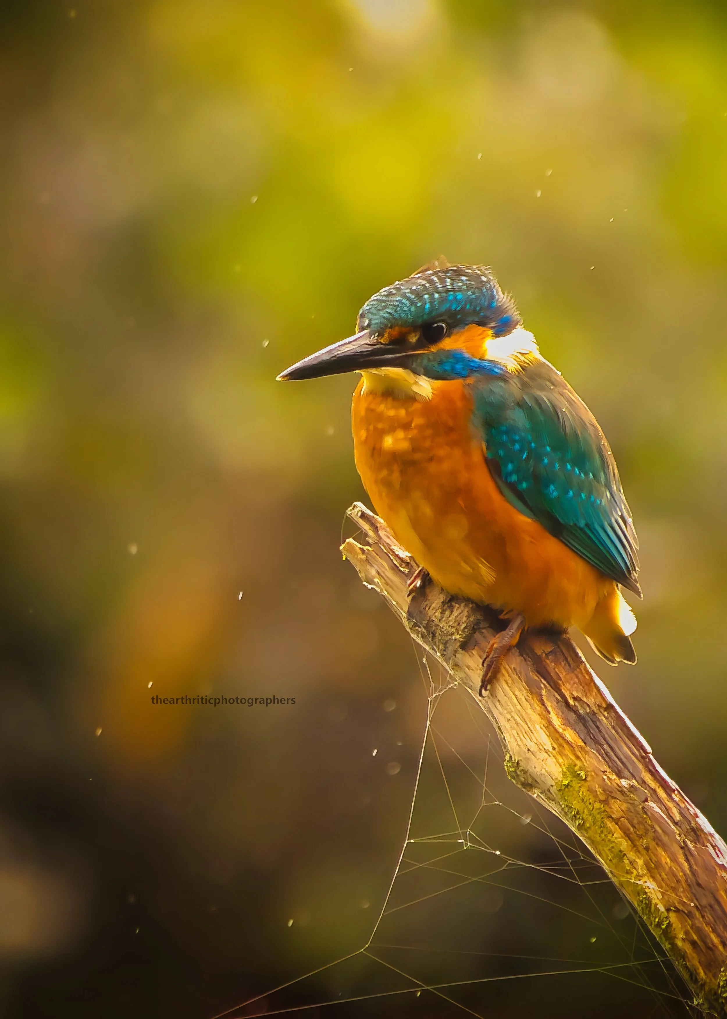 Kingfisher Colour2.jpg