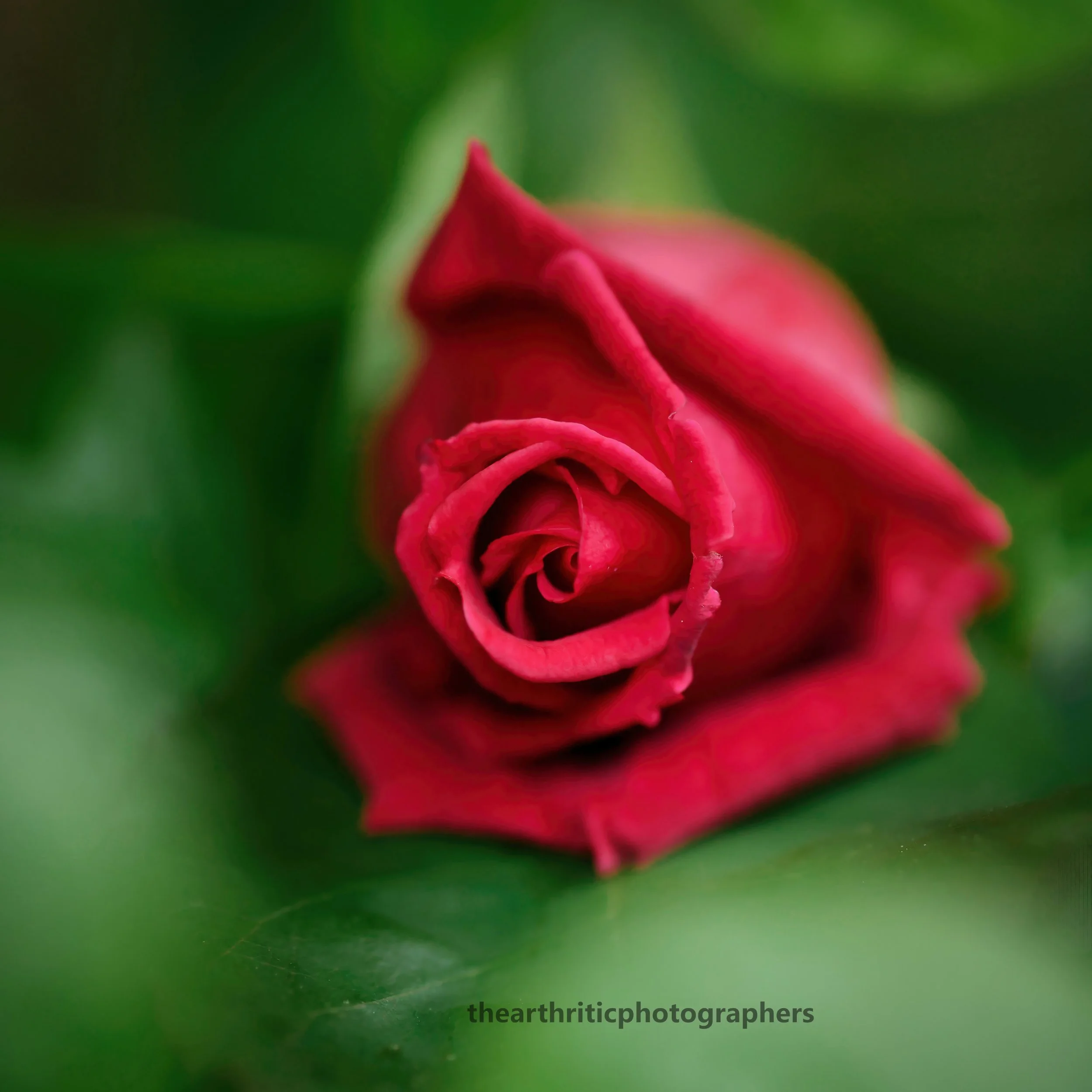 Red Rose1.jpg