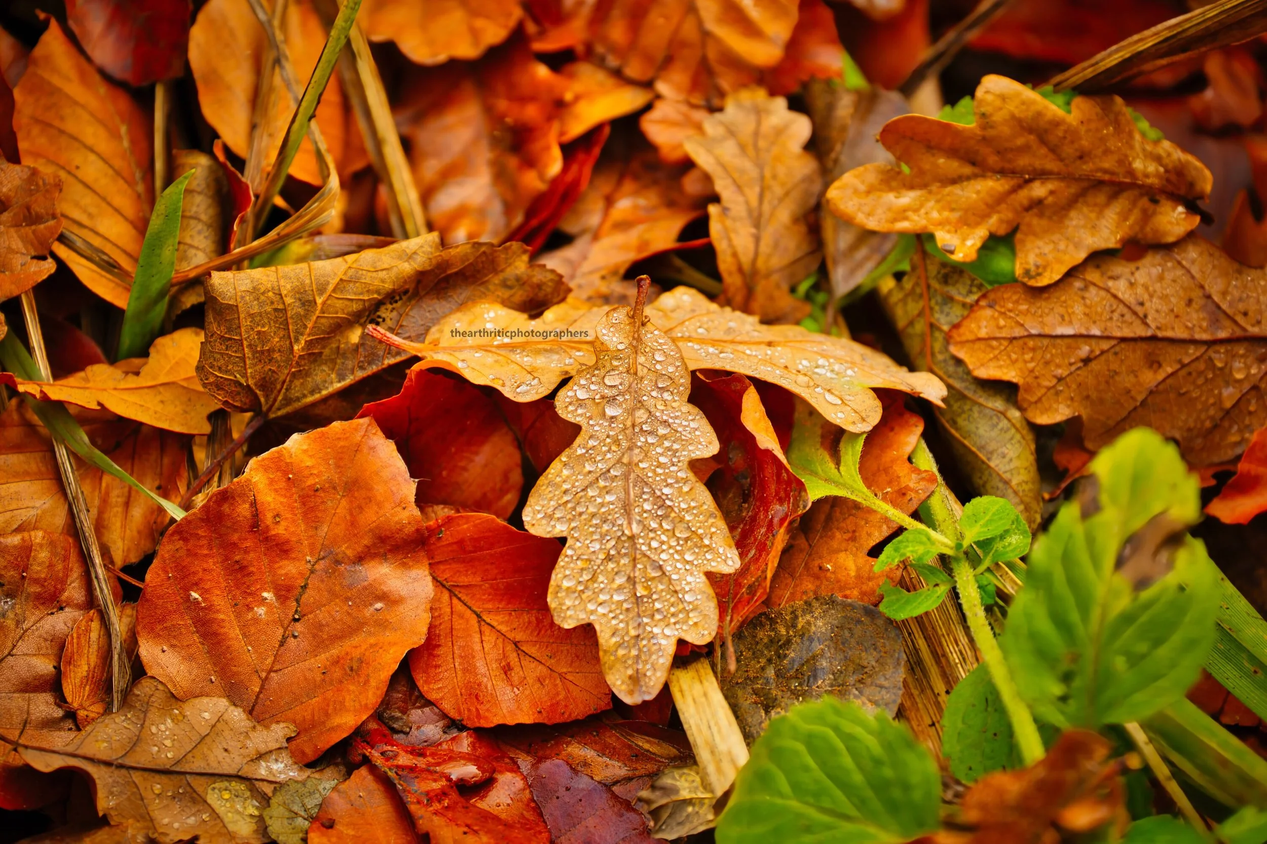 Jeweled Oak Leaf2..jpg