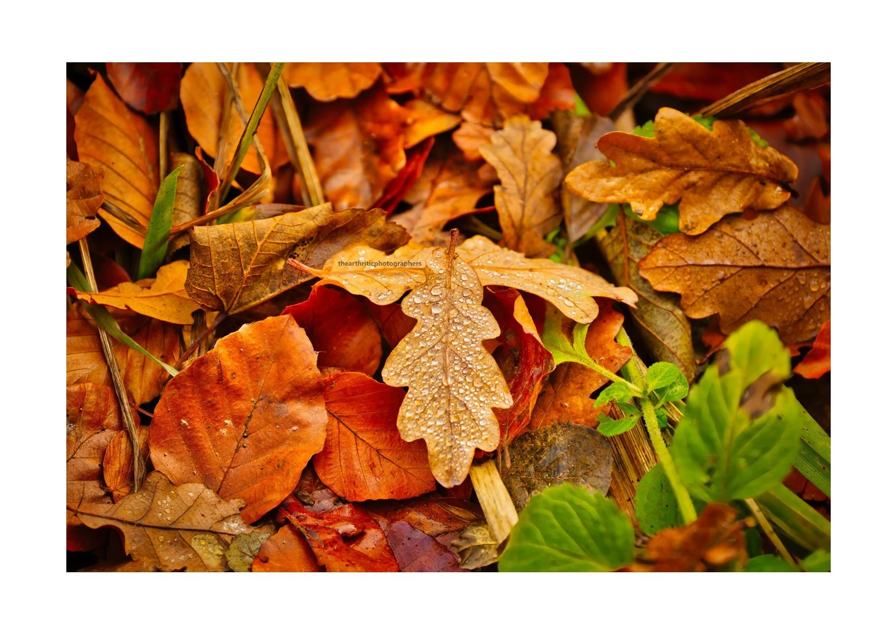 Jeweled Oak Leaf2..jpg