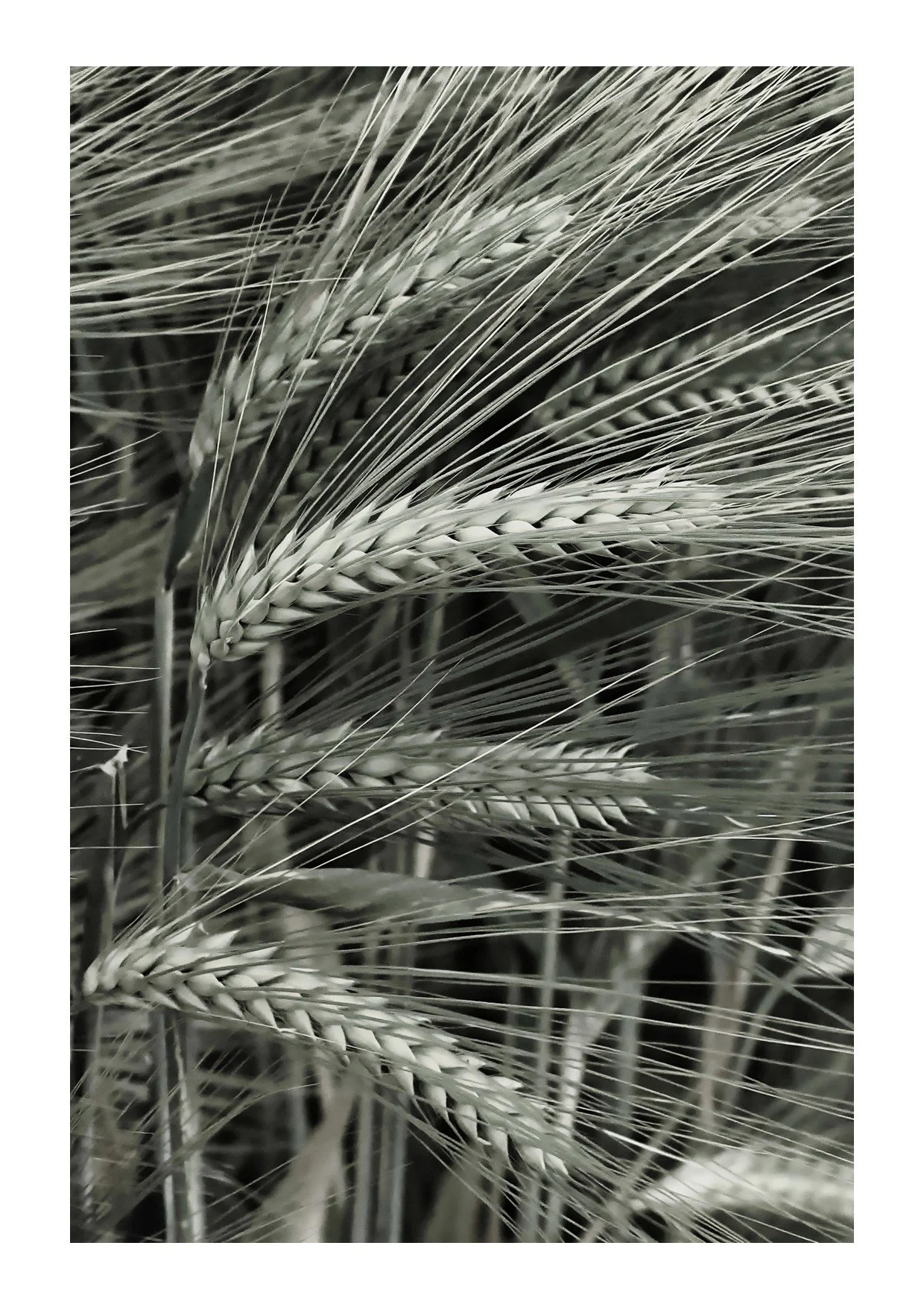Barley Heads2.jpg